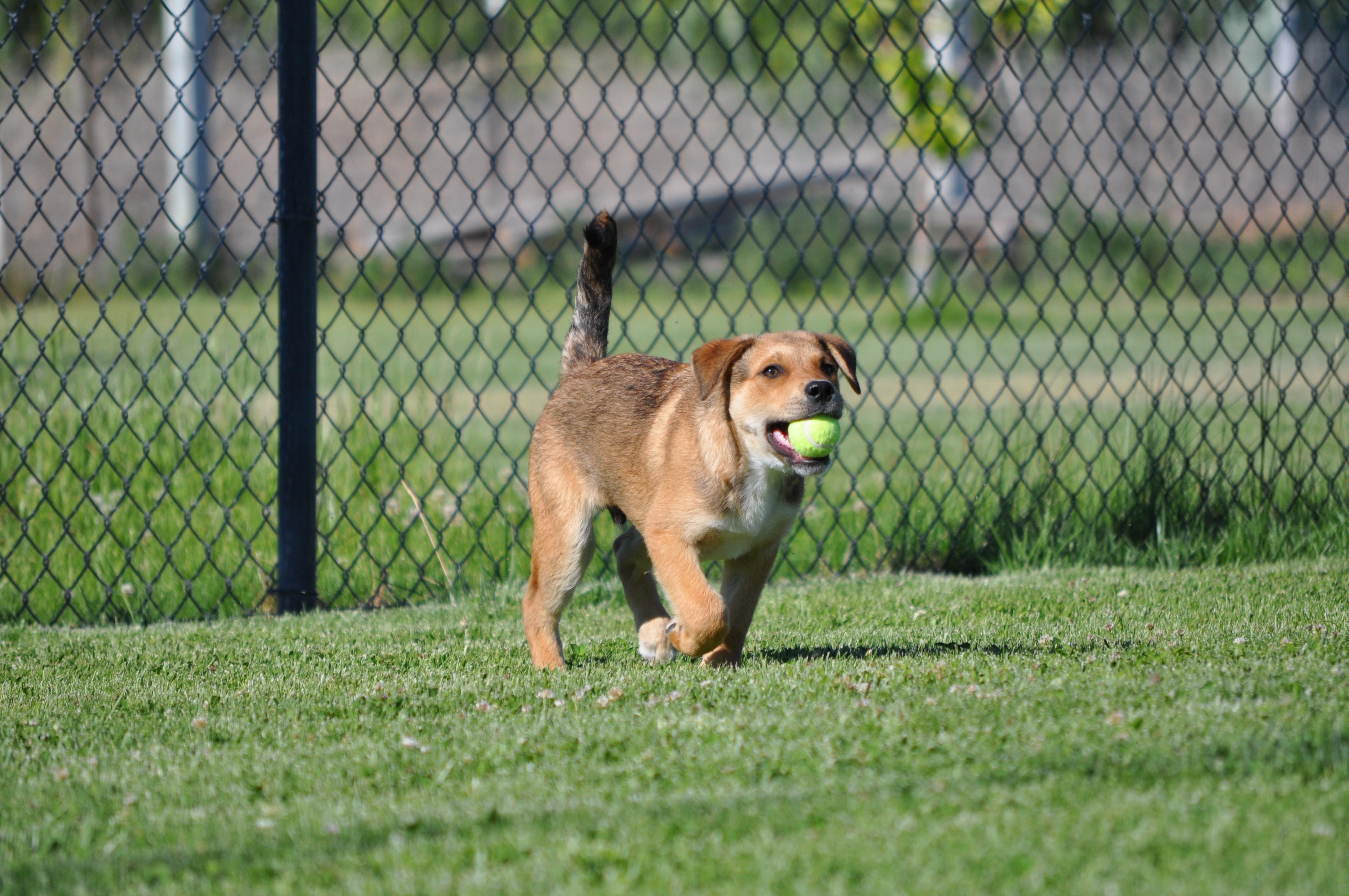 Enlarge Fozzie, a ADOPTABLE mixed breed in Union Gap, WA image 6/6