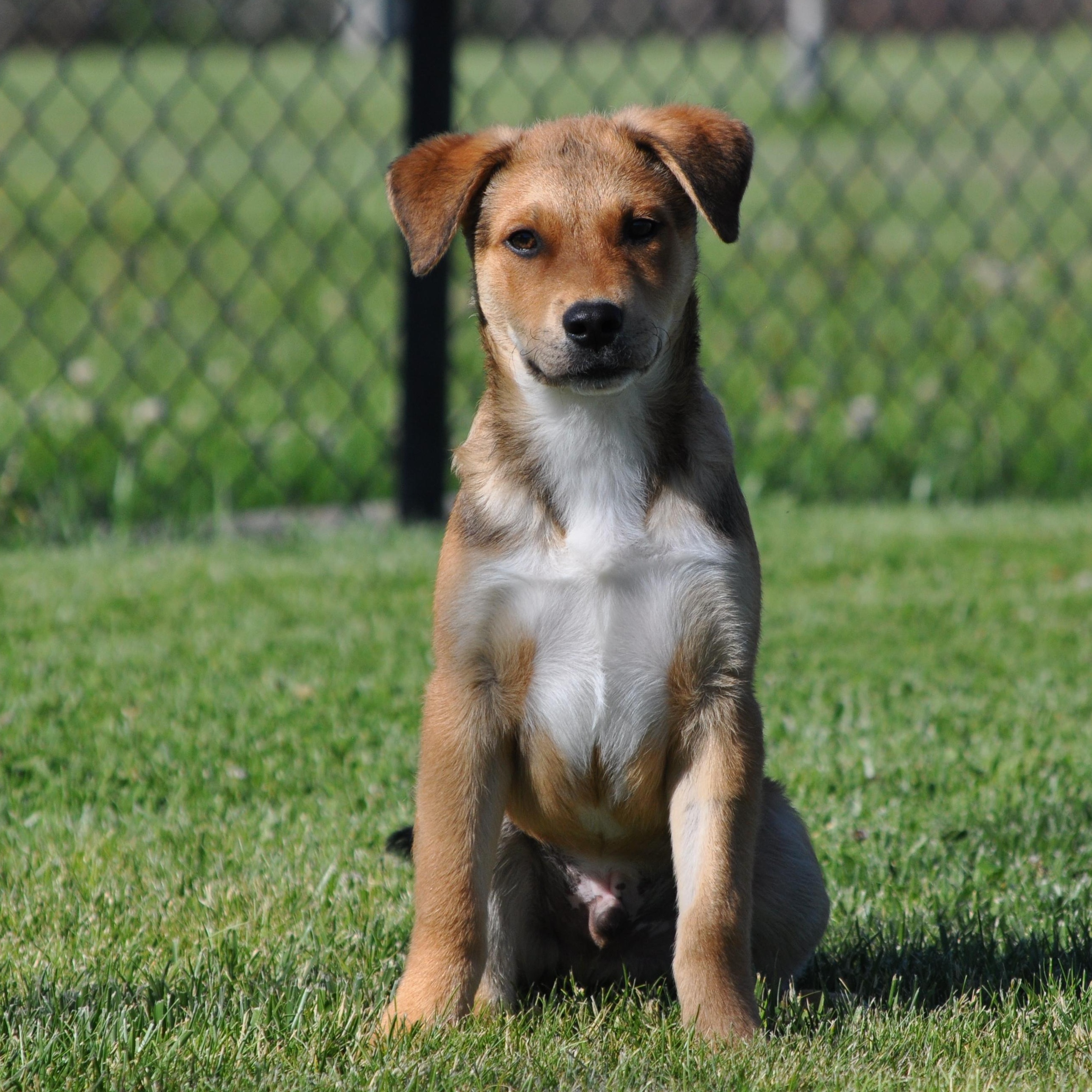 Enlarge Fozzie, a ADOPTABLE mixed breed in Union Gap, WA image 1/6
