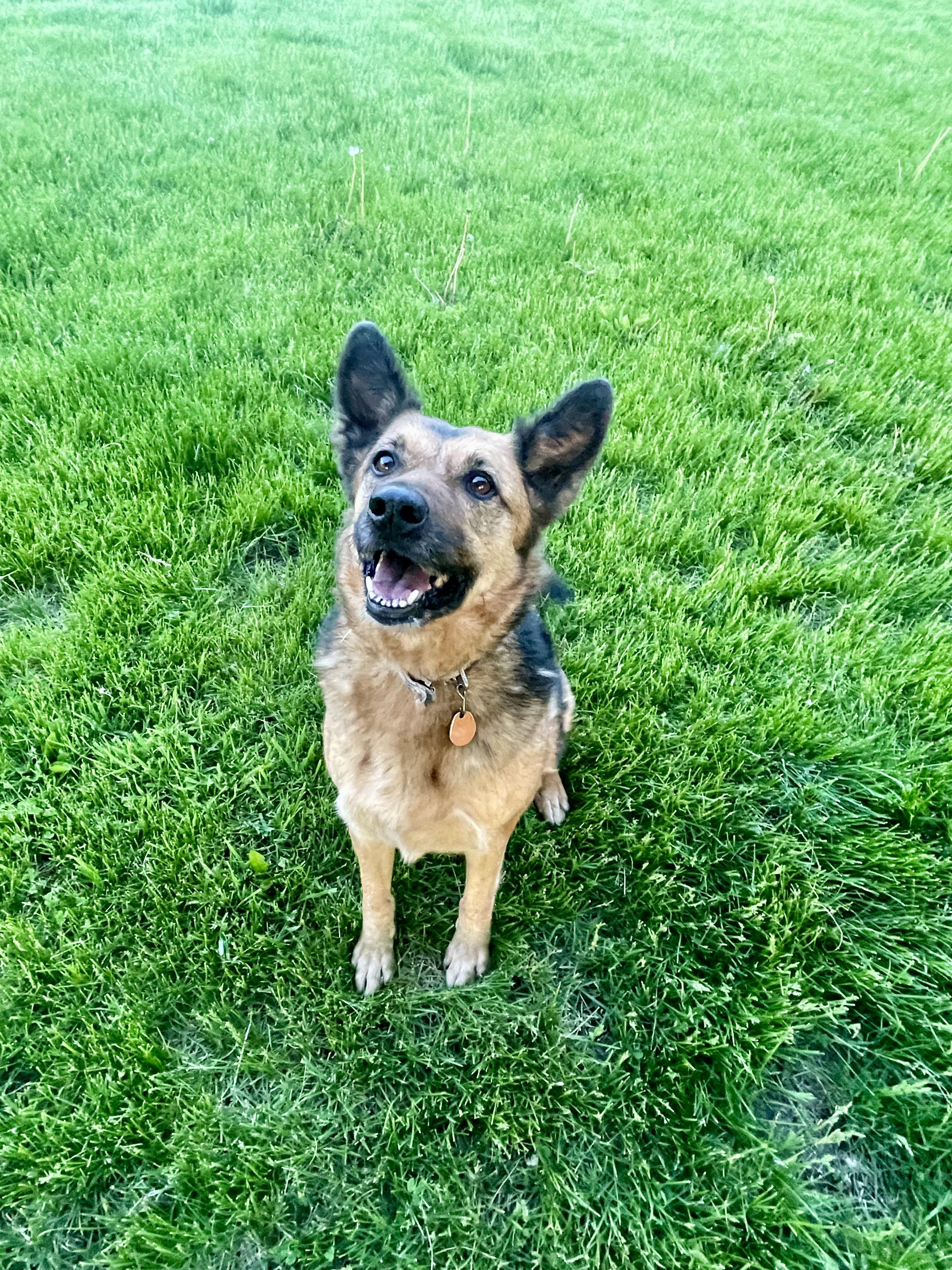 Enlarge Mocha, a Adoptable mixed breed in Lacon, IL image 3/6