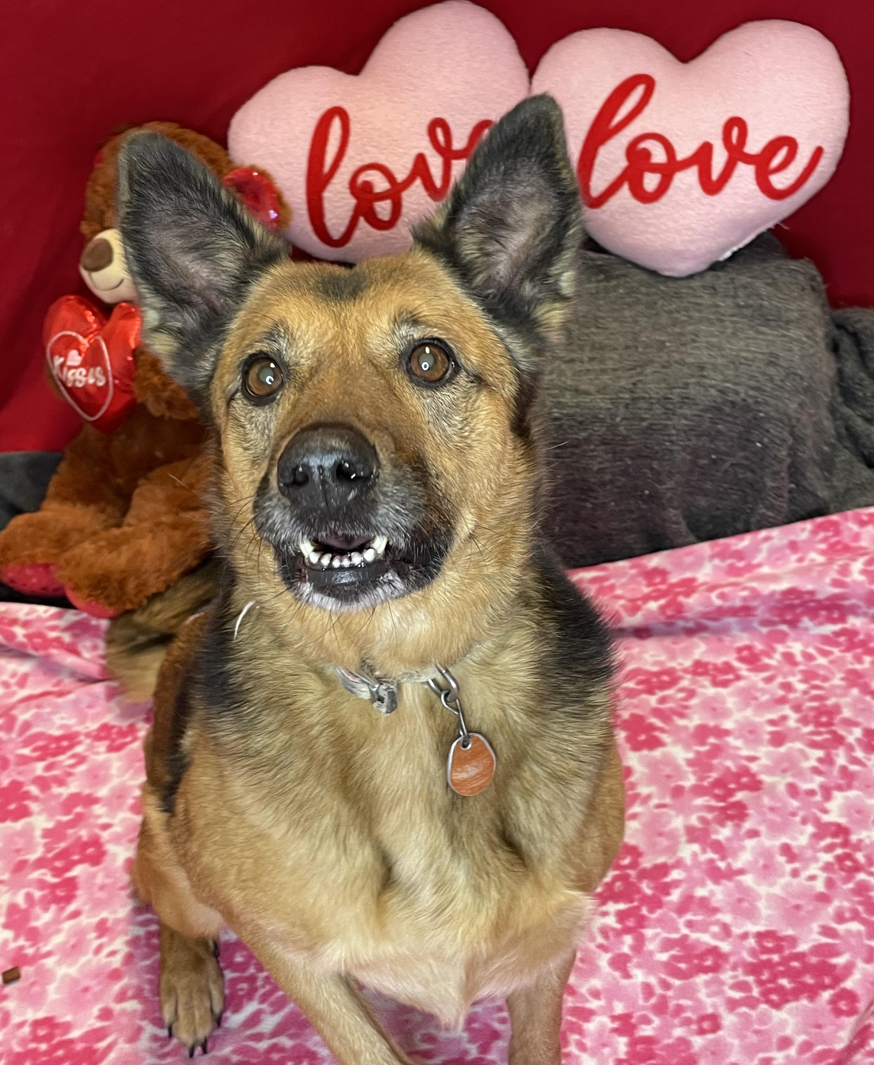 Enlarge Mocha, a Adoptable mixed breed in Lacon, IL image 6/6