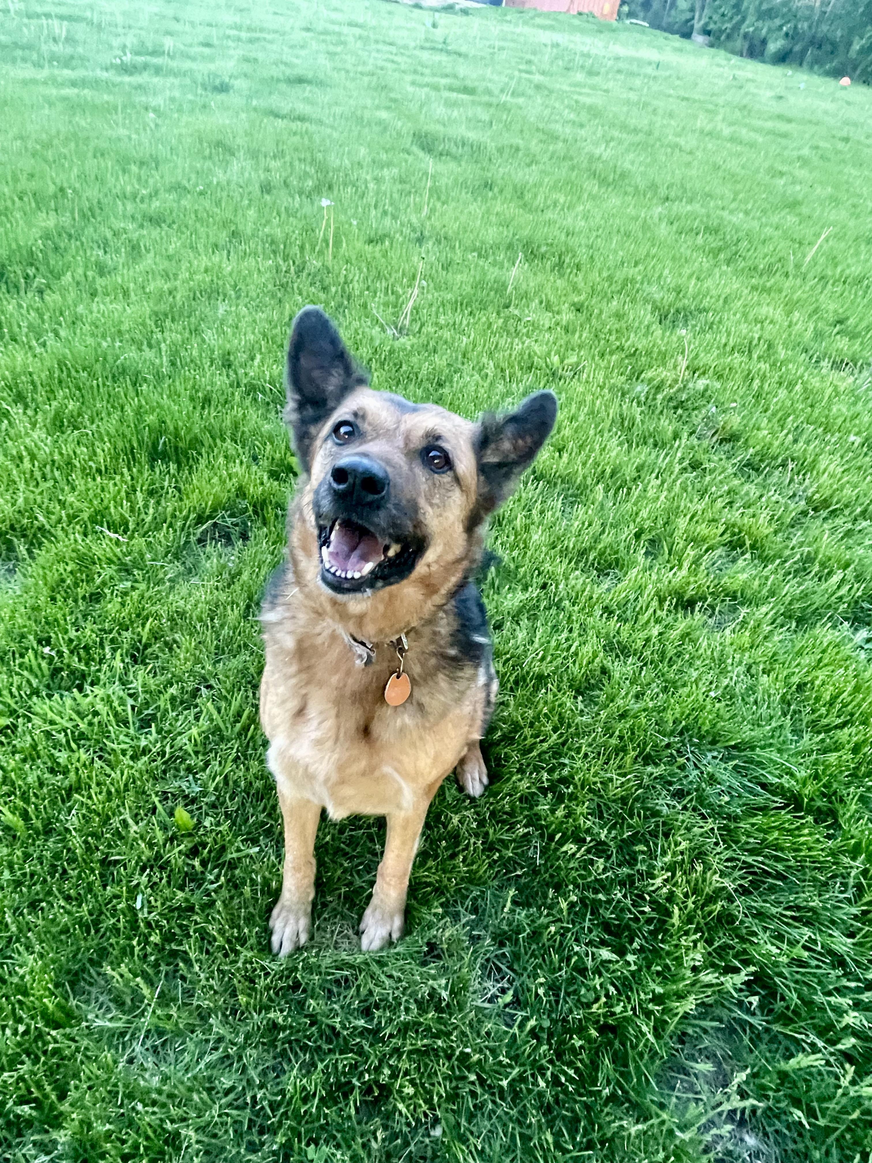 Enlarge Mocha, a Adoptable mixed breed in Lacon, IL image 4/6
