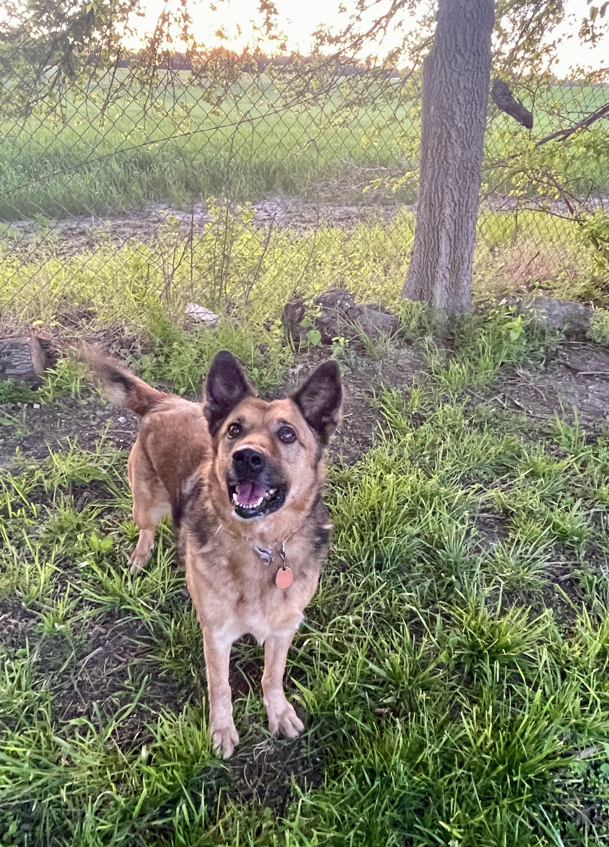 Enlarge Mocha, a Adoptable mixed breed in Lacon, IL image 2/6