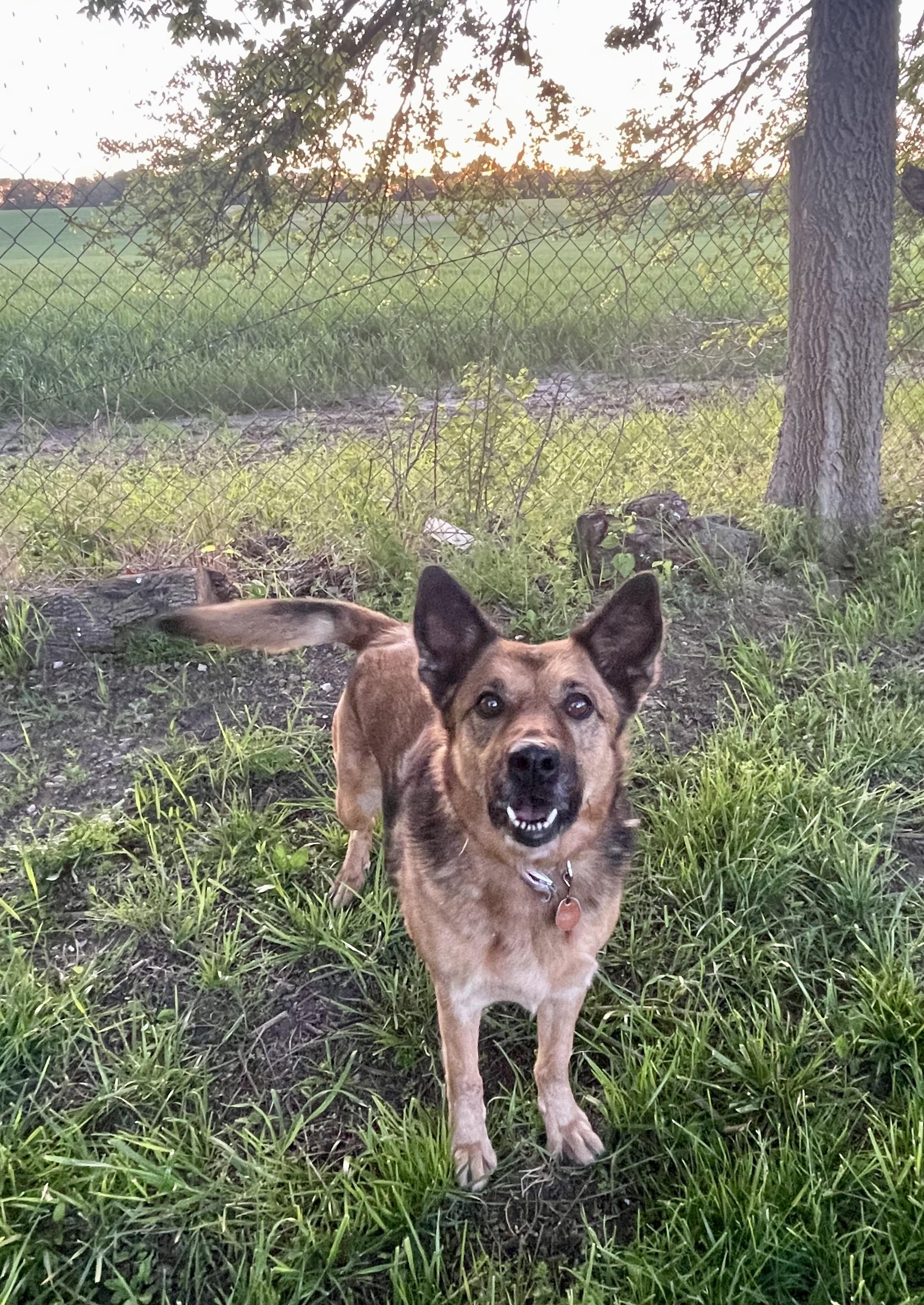 Mocha, Adoptable, Senior Female Mixed Breed.