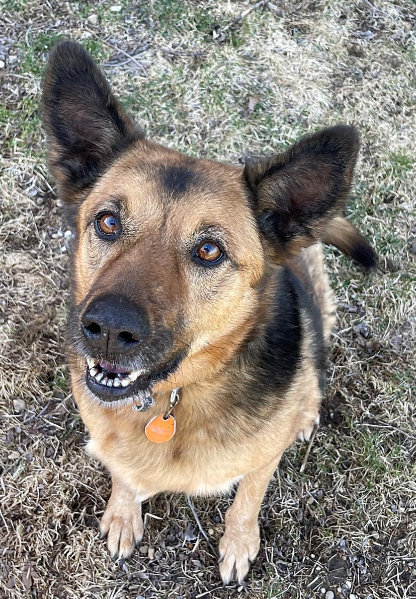 Enlarge Mocha, a Adoptable mixed breed in Lacon, IL image 5/6