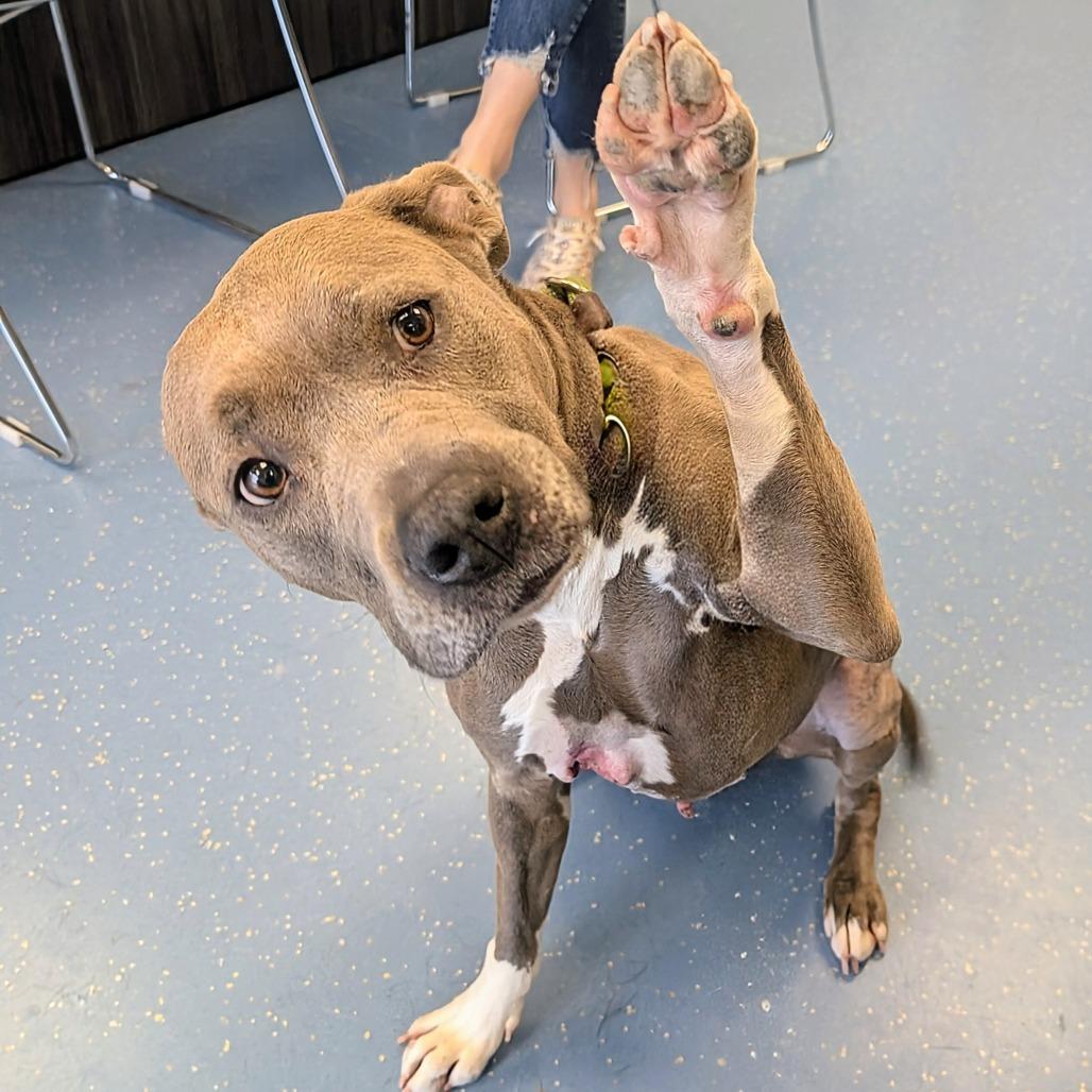 Kiara L-13-26, a Adoptable Pit Bull Terrier in Watertown, NY image 1/6