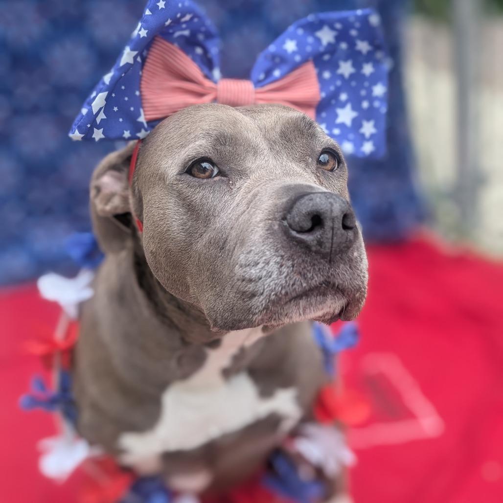 Kiara L-13-26, a Adoptable Pit Bull Terrier in Watertown, NY image 2/6