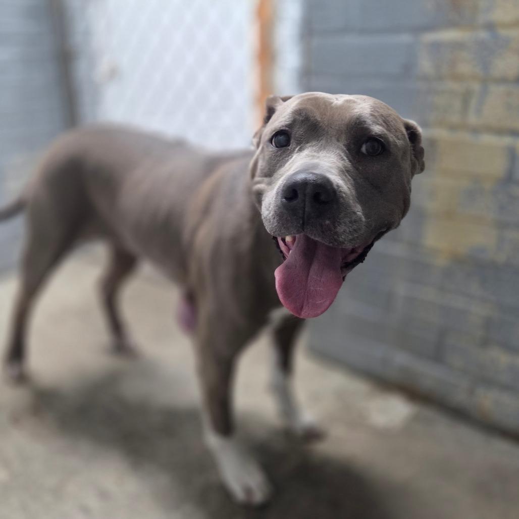 Kiara L-13-26, a Adoptable Pit Bull Terrier in Watertown, NY image 2/6