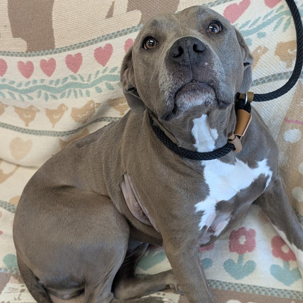 Kiara L-13-26, a Adoptable Pit Bull Terrier in Watertown, NY image 3/6