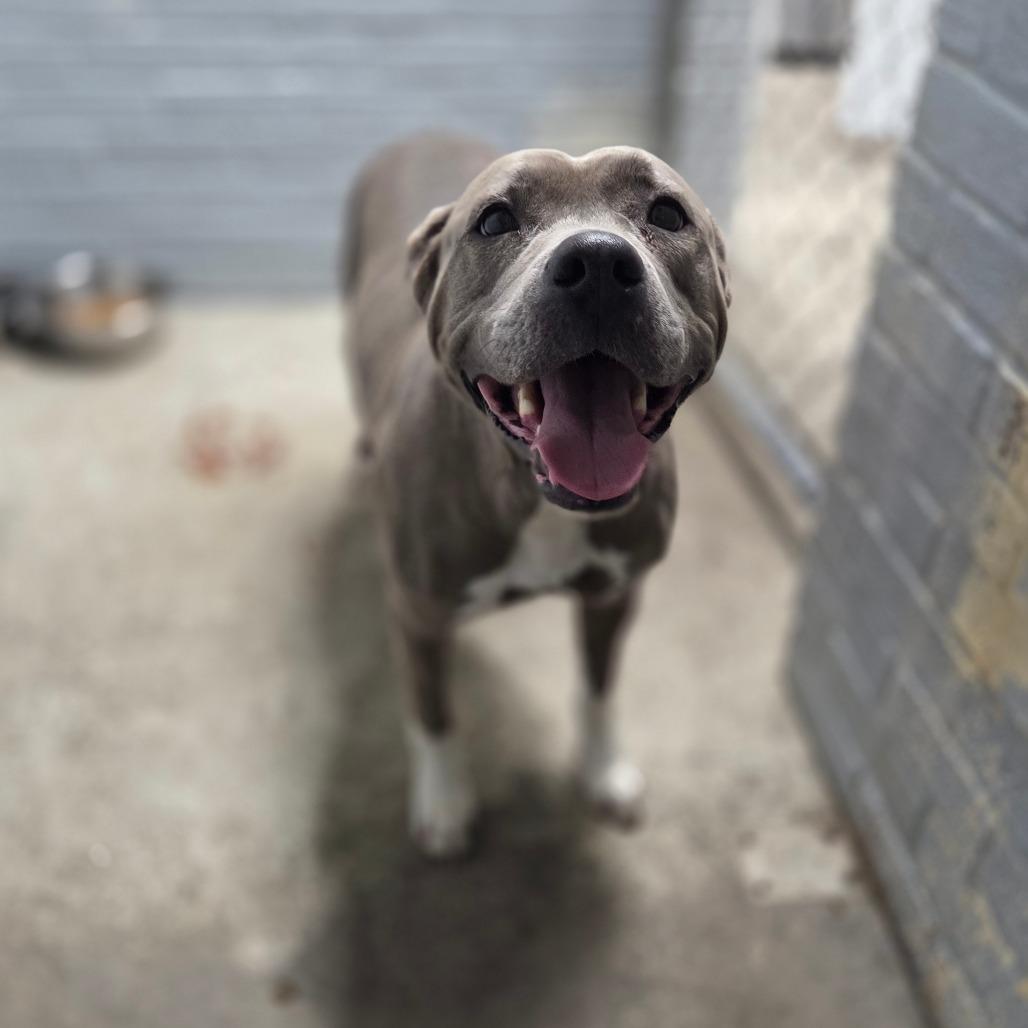 Kiara L-13-26, a Adoptable Pit Bull Terrier in Watertown, NY image 4/6