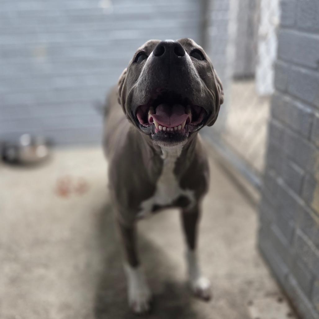 Kiara L-13-26, a Adoptable Pit Bull Terrier in Watertown, NY image 5/6