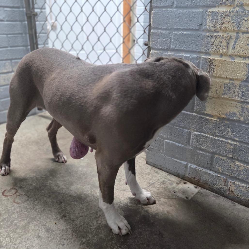 Kiara L-13-26, a Adoptable Pit Bull Terrier in Watertown, NY image 6/6