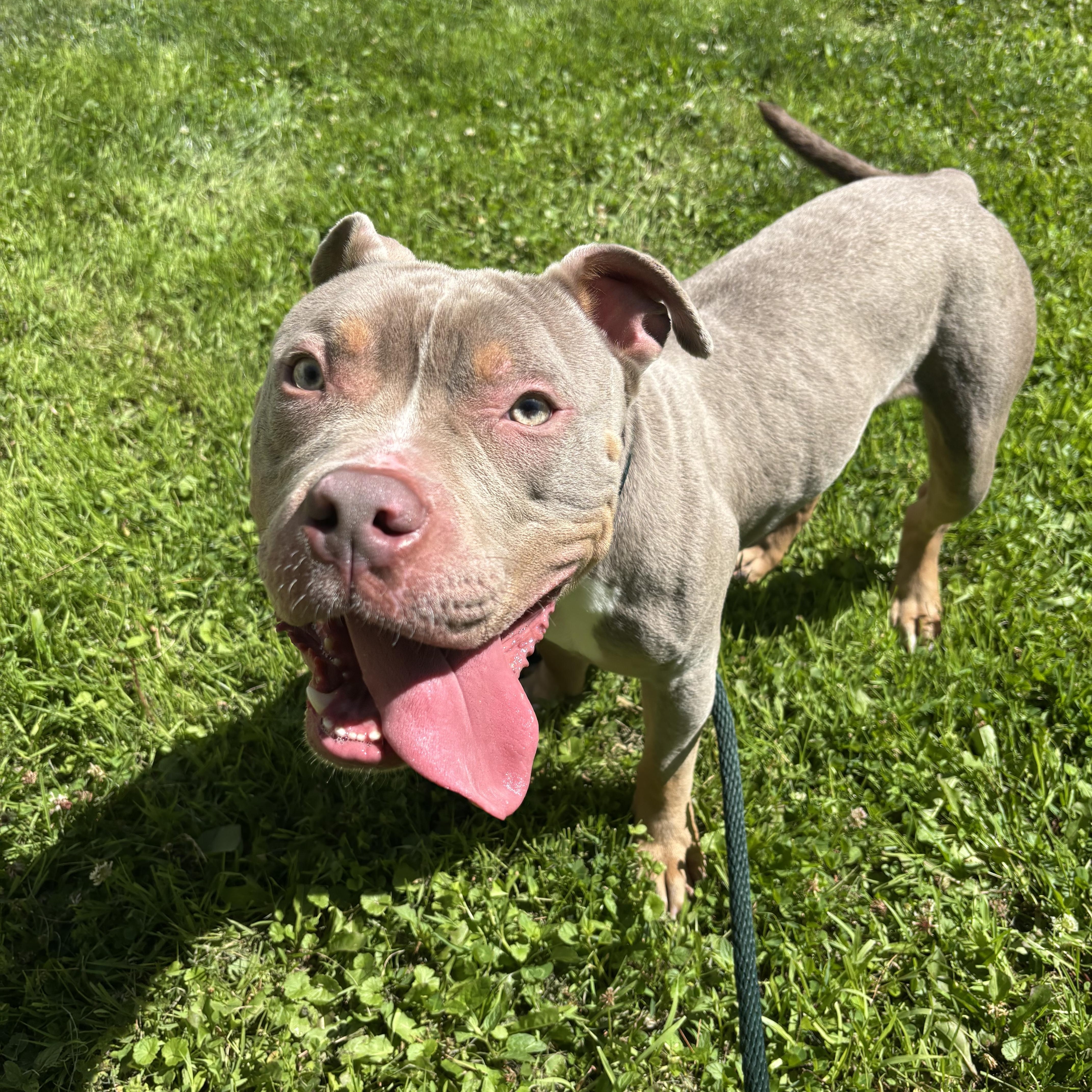 Enlarge Charming, an adopted mixed breed in White Oak, PA image 6/6