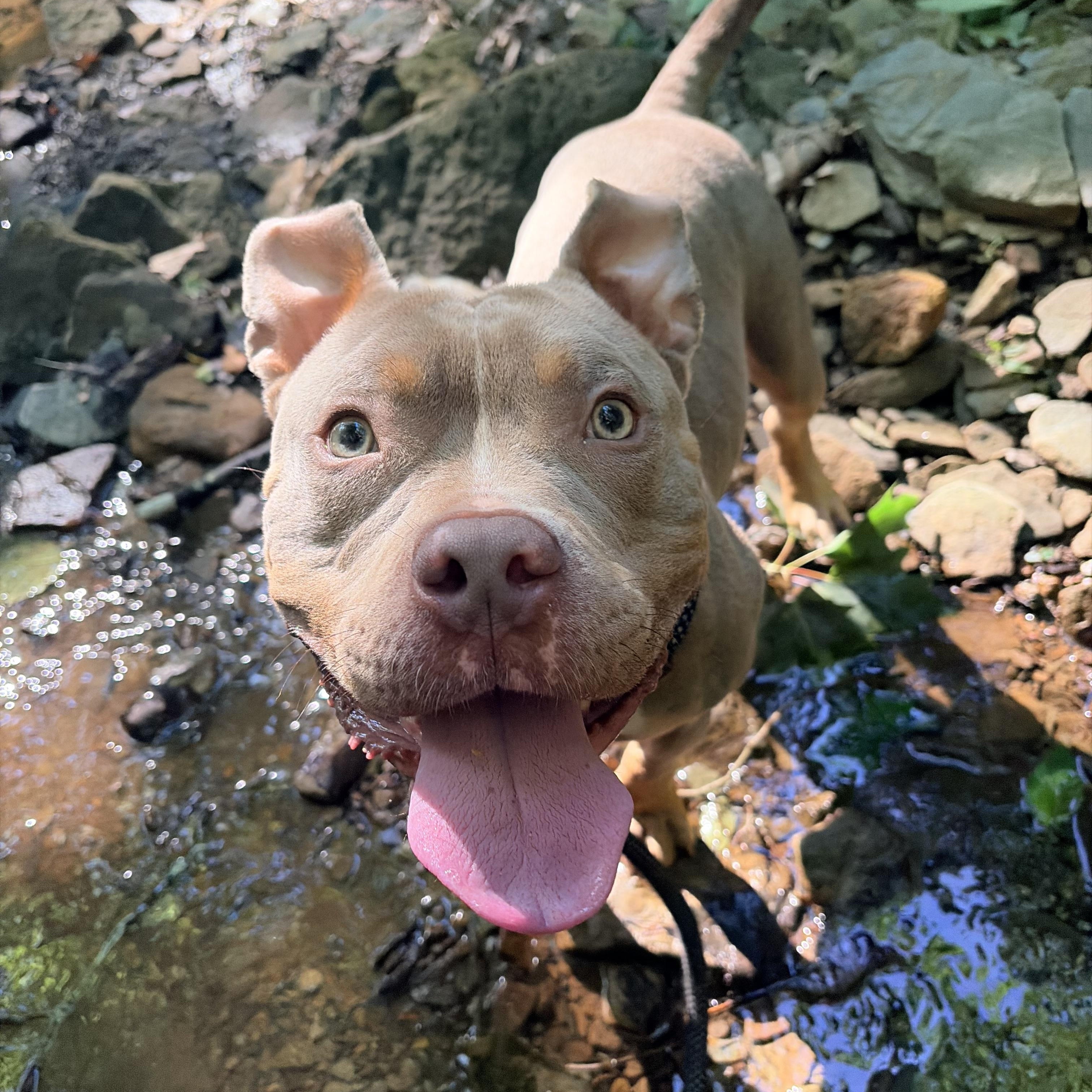 Enlarge Charming, an adopted mixed breed in White Oak, PA image 4/6