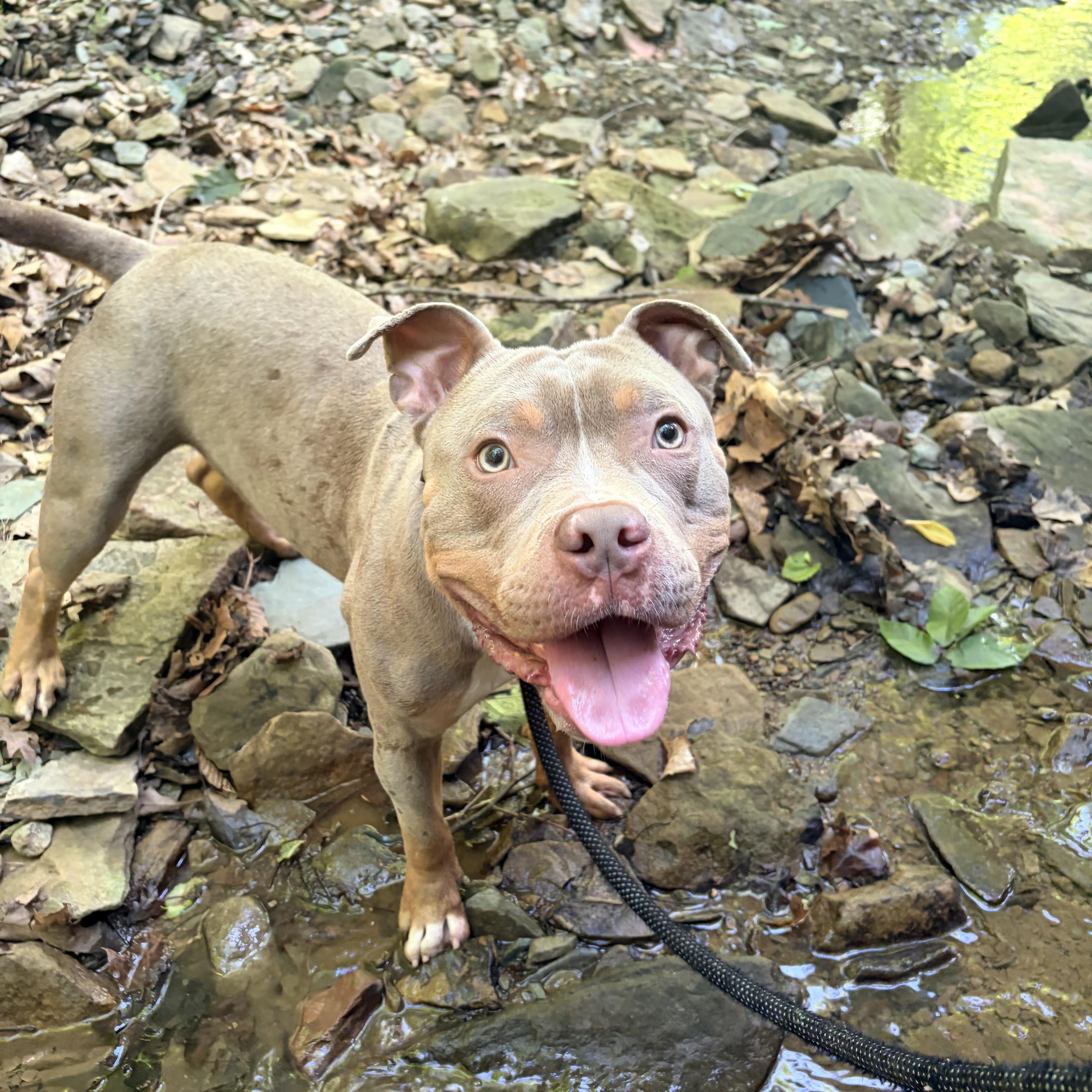 Enlarge Charming, an adopted mixed breed in White Oak, PA image 5/6