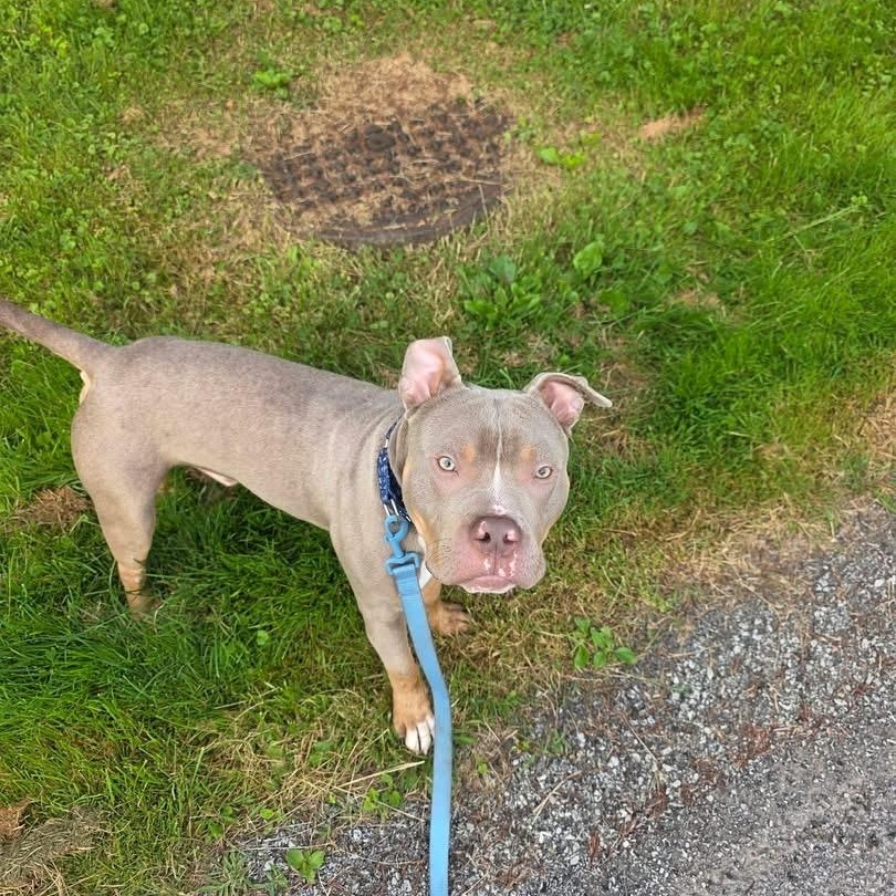 Enlarge Charming, an adopted mixed breed in White Oak, PA image 3/6