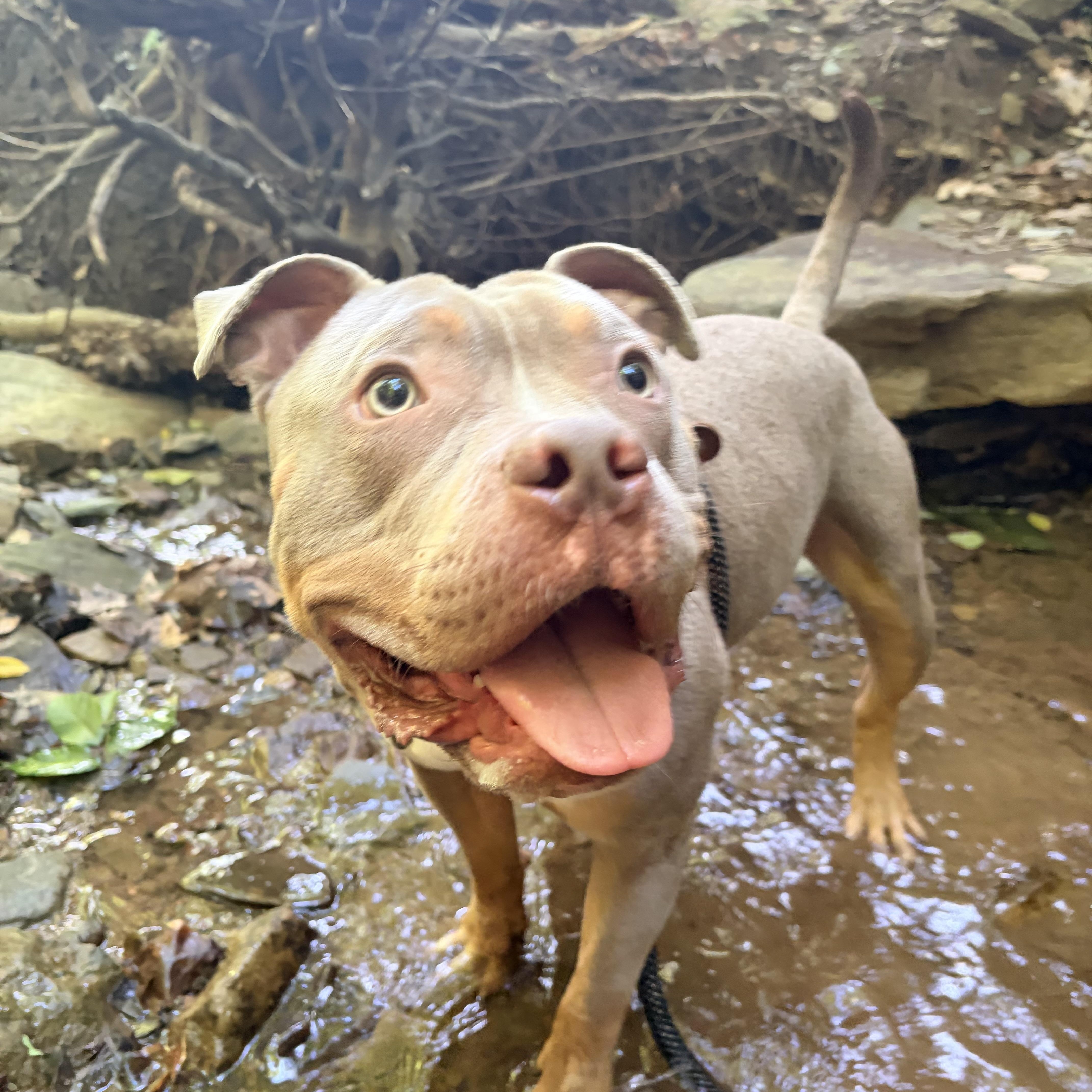 Enlarge Charming, an adopted mixed breed in White Oak, PA image 2/6