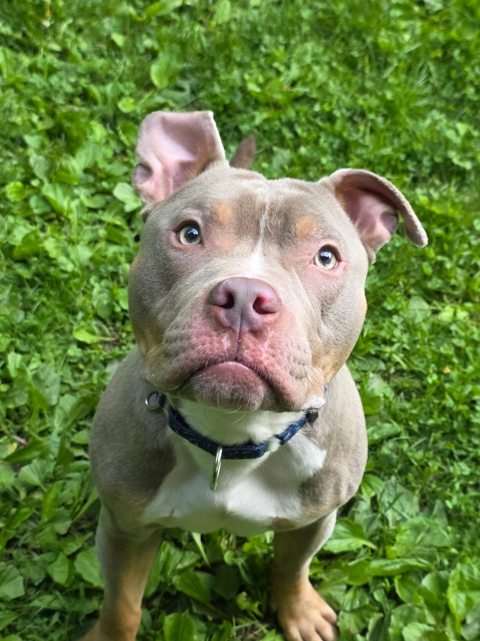 Charming, adopted, Young Male American Bully.