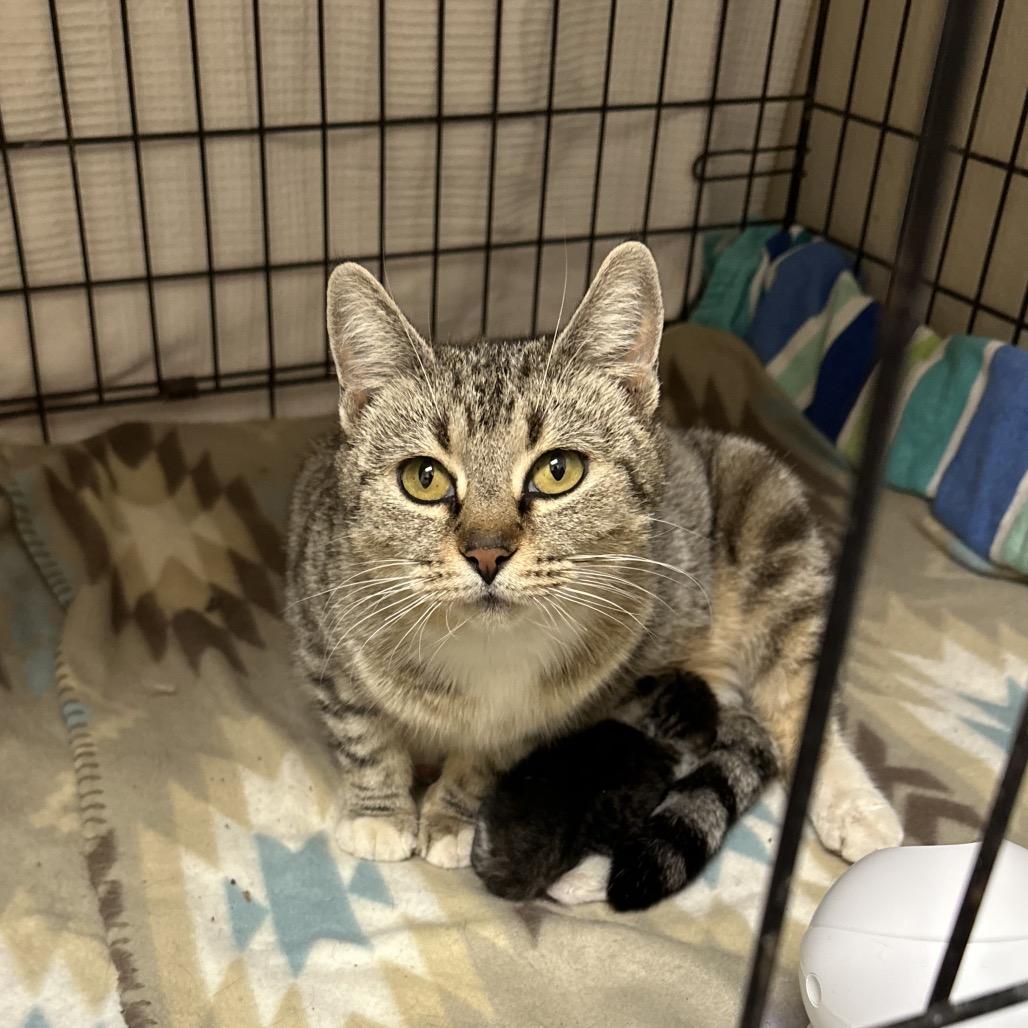 Willow, Adoptable, Adult Female Domestic Short Hair.