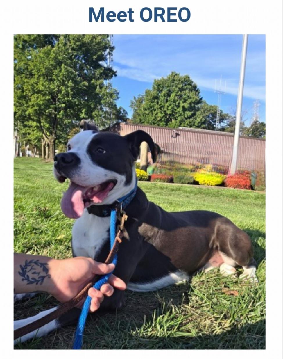 Oreo *URGENT, ADOPTABLE, Young Male Boxer & Hound.