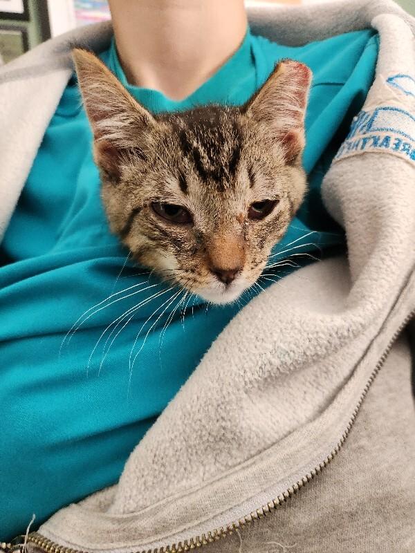 Michigan Pothole, Adoptable, Young Male Domestic Short Hair.