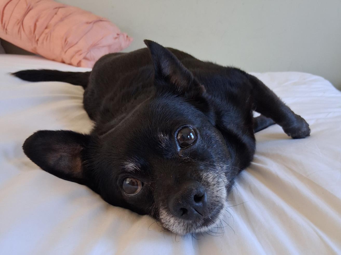 Enlarge BABY PEARL, a Adoptable mixed breed in Hagerstown, MD image 1/1