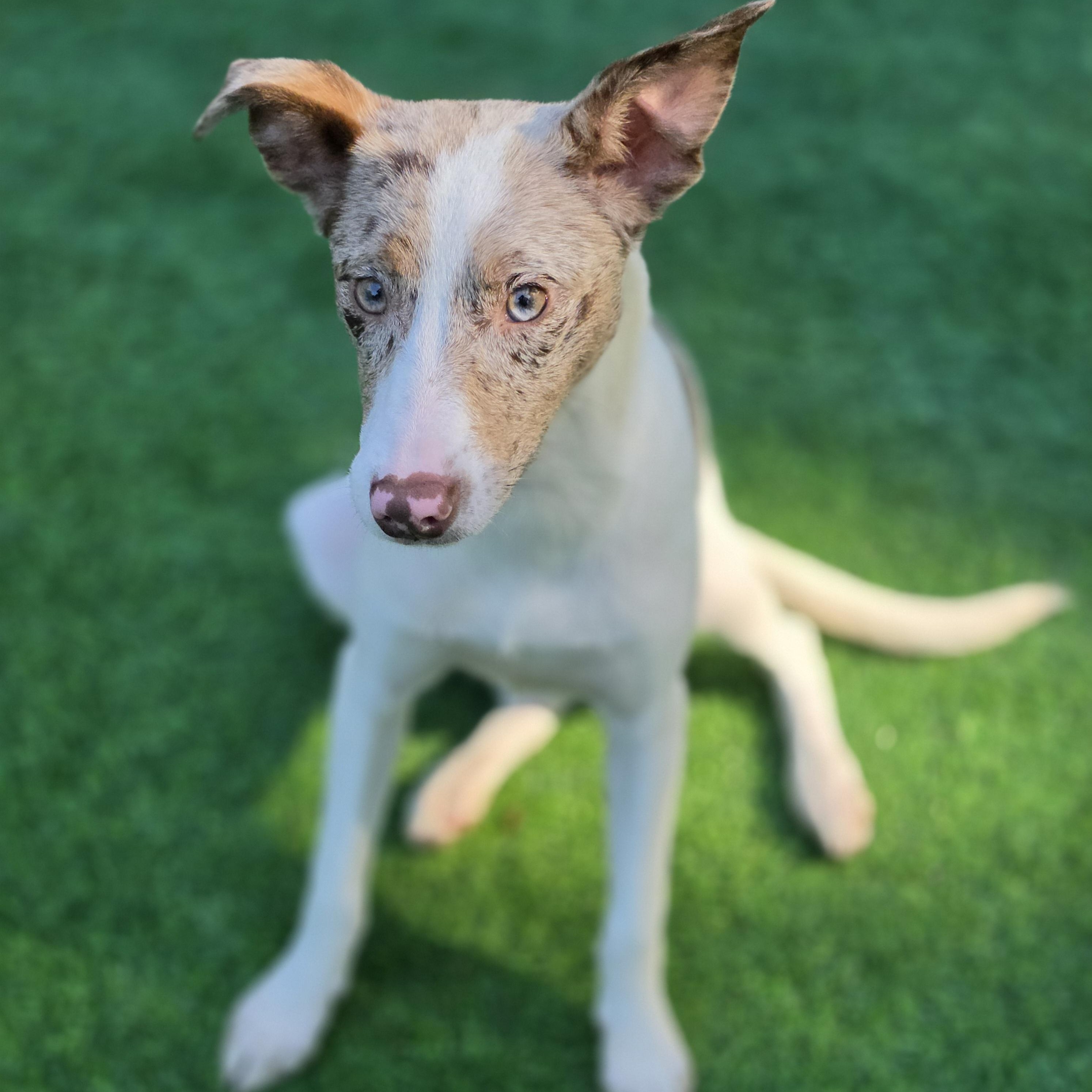 Enlarge Zina, a Adoptable mixed breed in Blairstown, NJ image 2/6