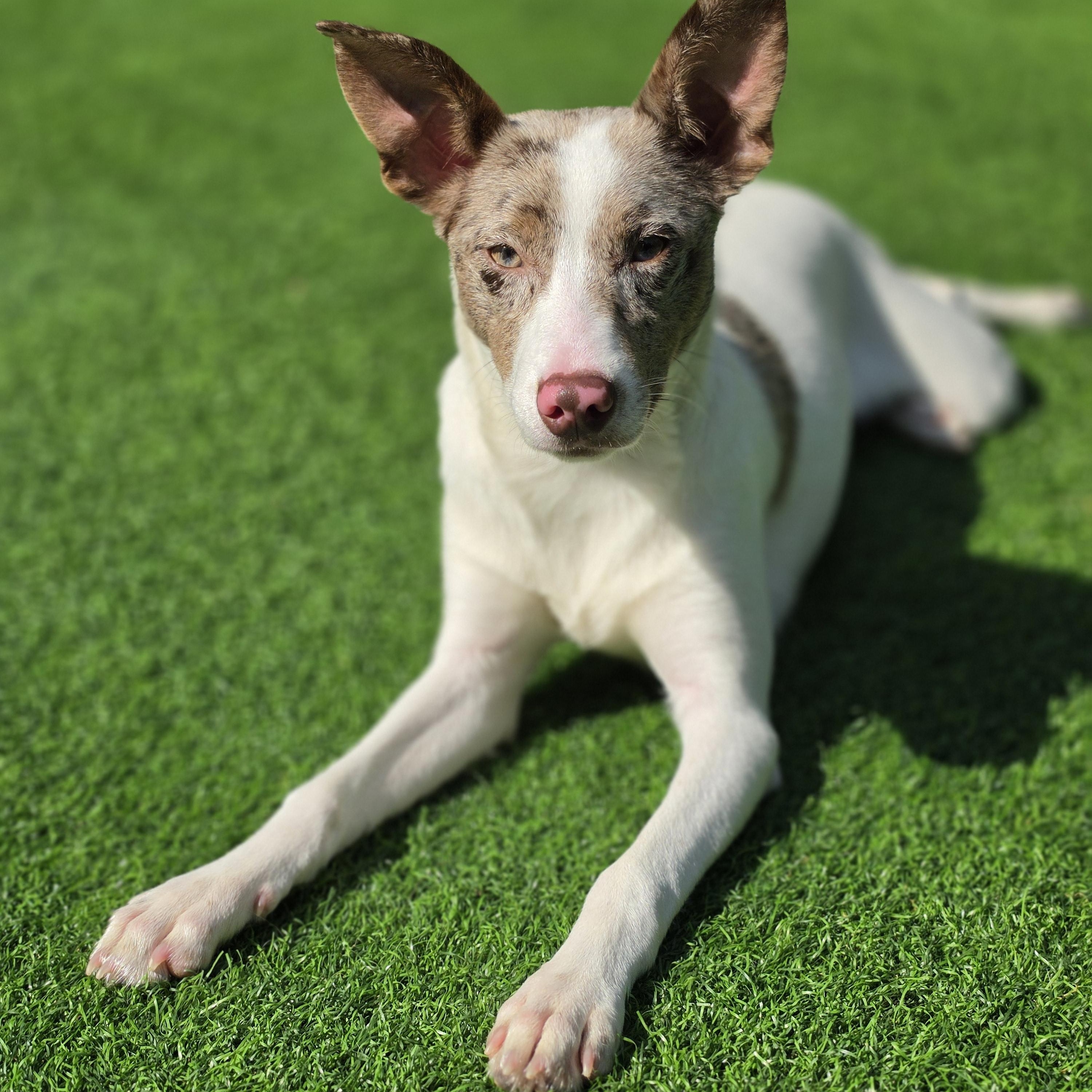 Zina, Adoptable, Puppy Female Australian Shepherd & Mixed Breed.