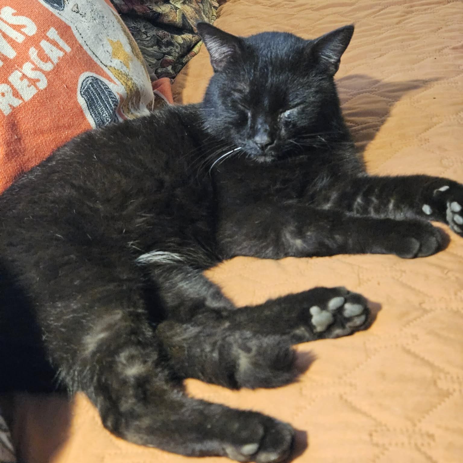 Enlarge Eddie, a Adoptable American Shorthair in Allen, TX image 2/5