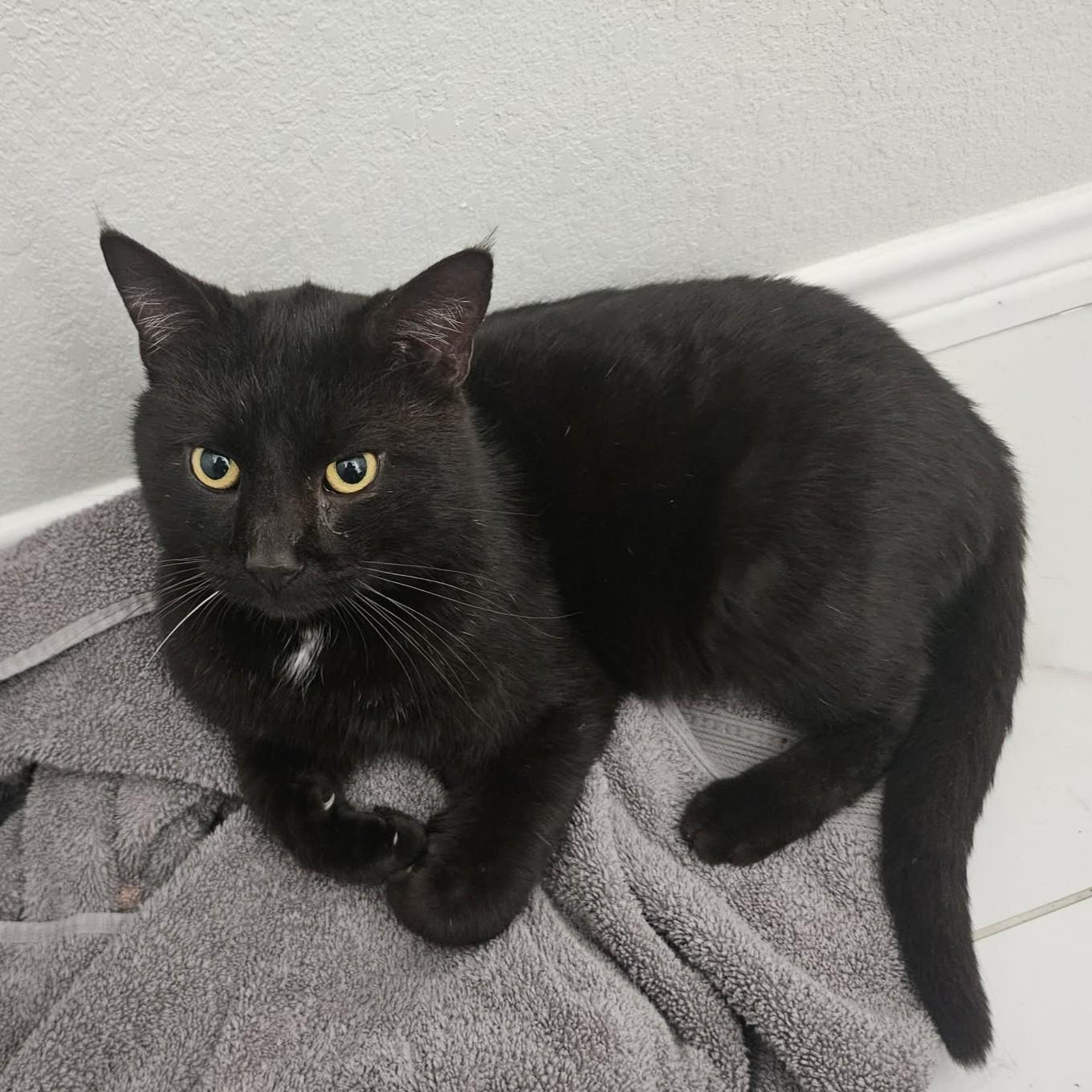 Enlarge Eddie, a Adoptable American Shorthair in Allen, TX image 3/5