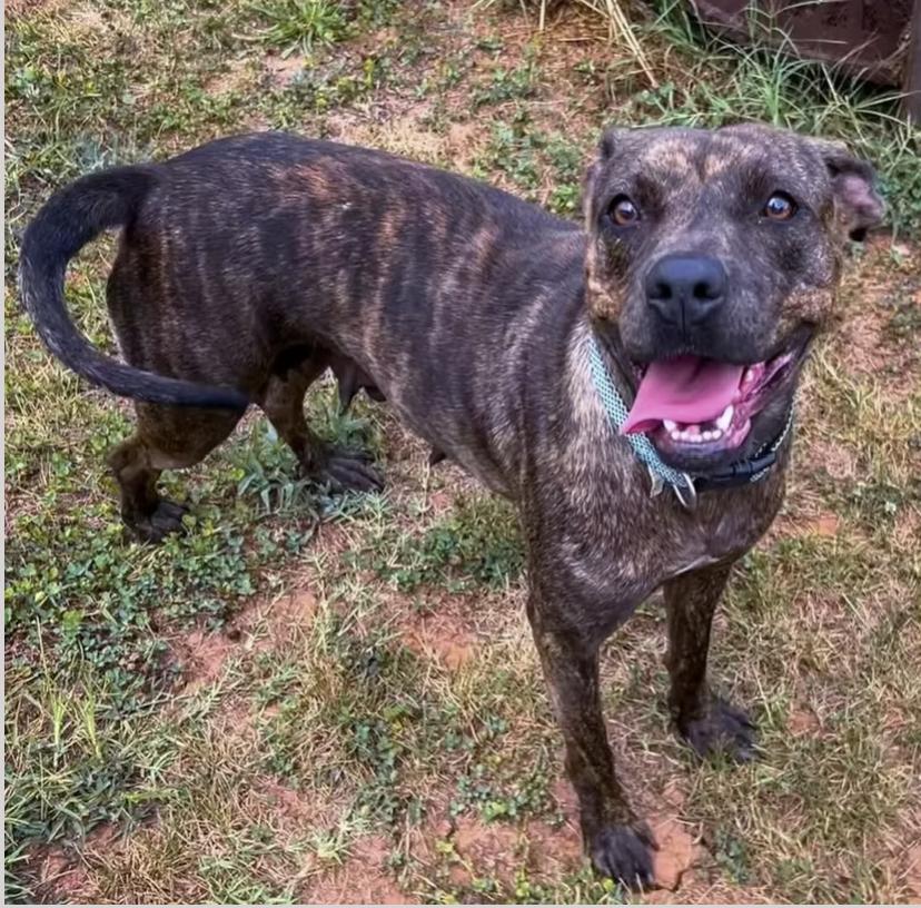 Freya, Adoptable, Adult Female Boxer.