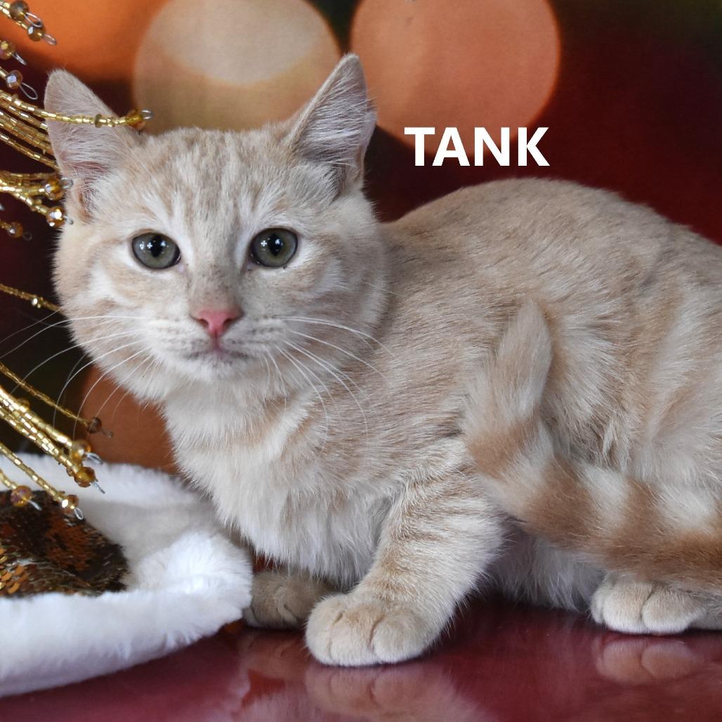 Tank, Adoptable, Kitten Male Domestic Short Hair.