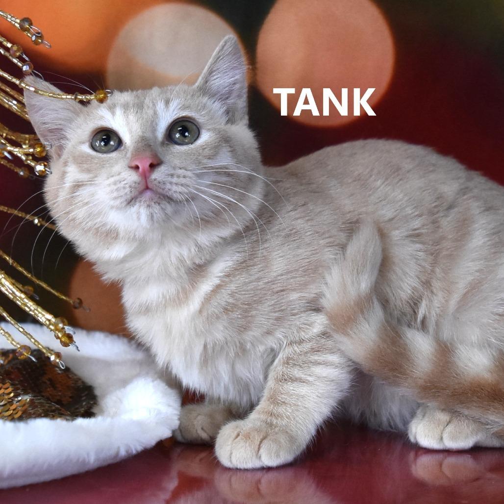 Enlarge Tank, a Adoptable Domestic Short Hair in Yuma, AZ image 2/2