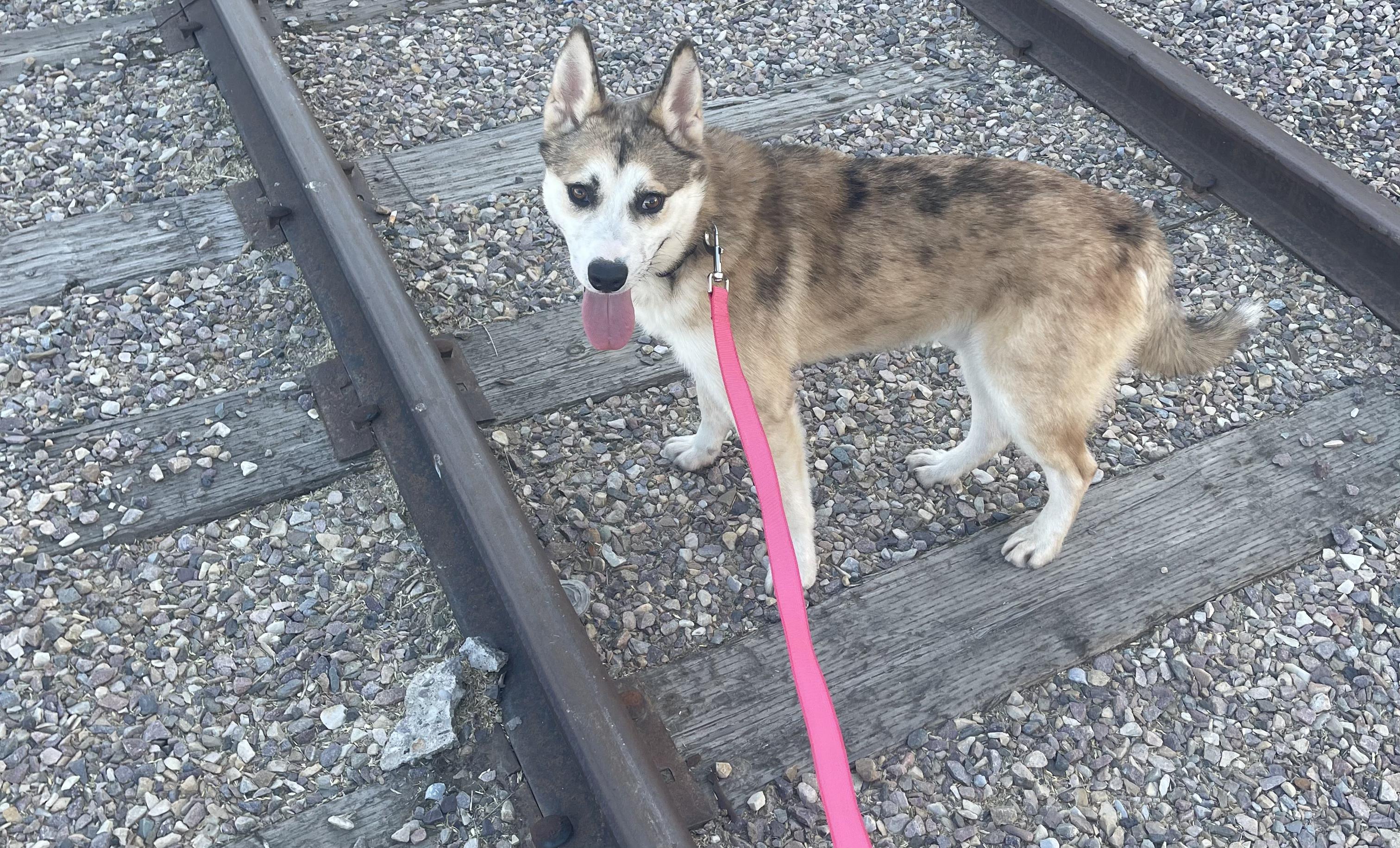 Ace, an adoptable Australian Shepherd, Collie in Pocatello, ID, 83201 | Photo Image 2