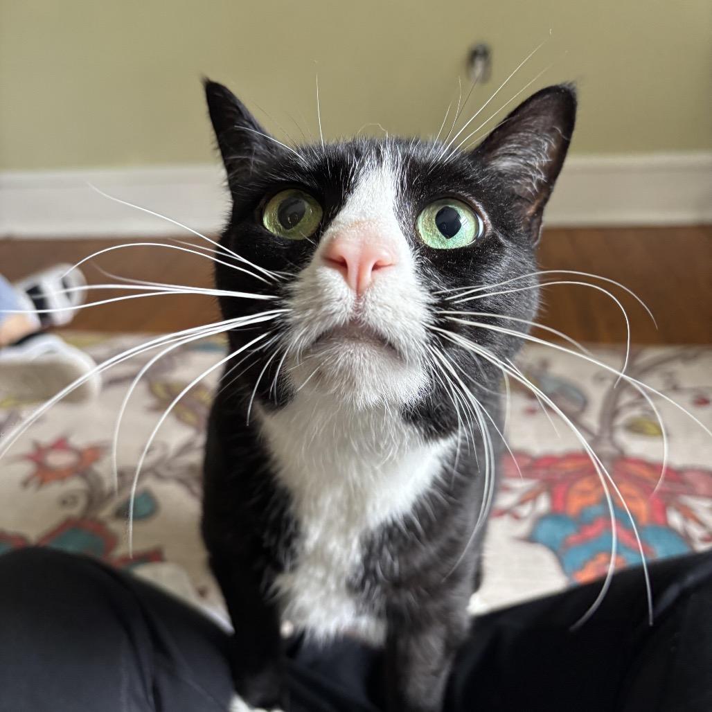 Backhoe Betty, Adoptable, Senior Female Domestic Short Hair.