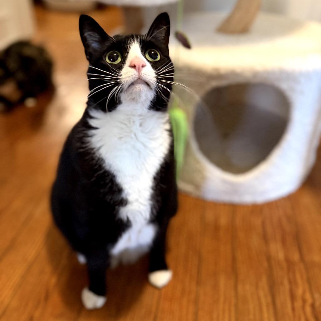 Enlarge Backhoe Betty, a Adoptable Domestic Short Hair in Medford, NJ image 1/5