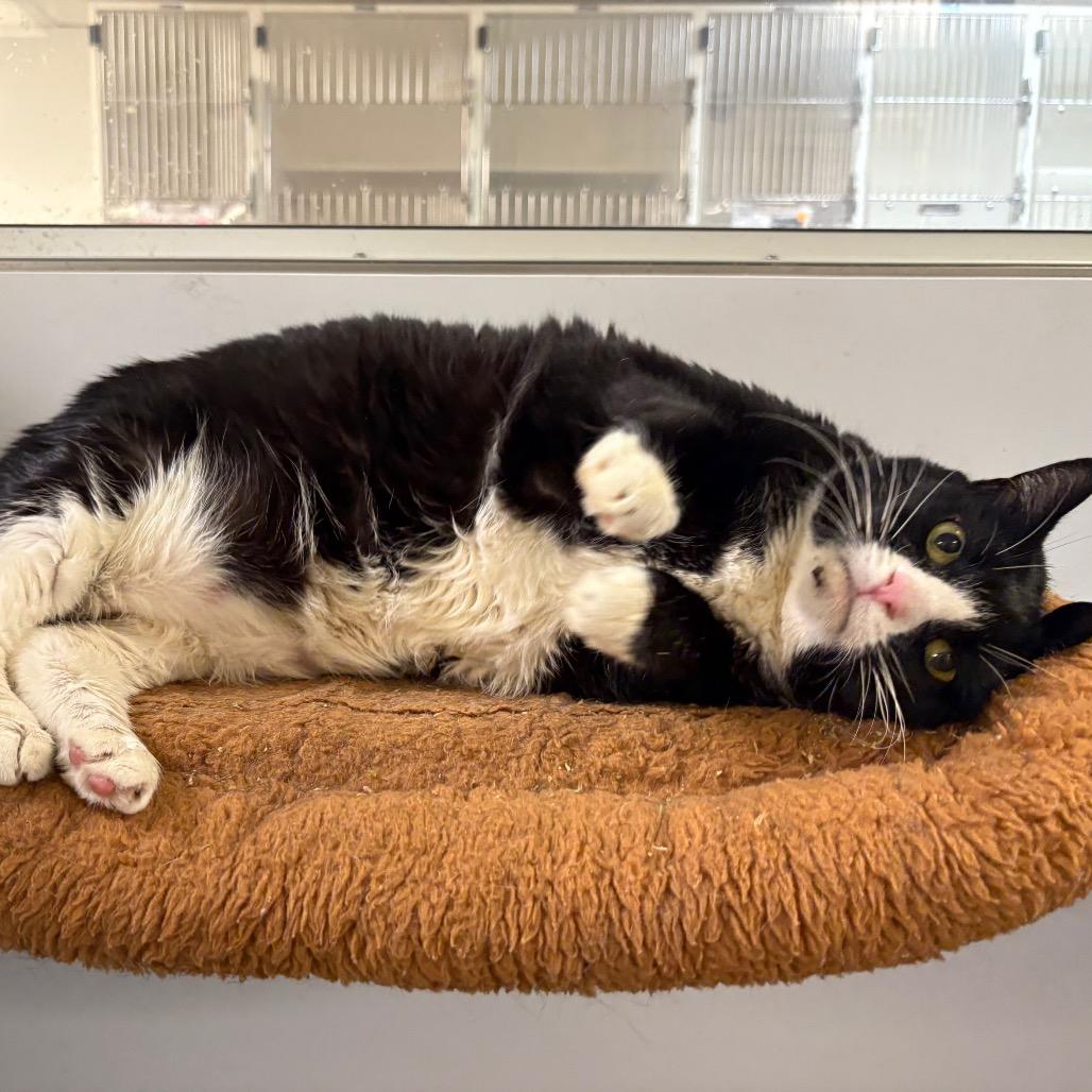 Enlarge Backhoe Betty, a Adoptable Domestic Short Hair in Medford, NJ image 3/5