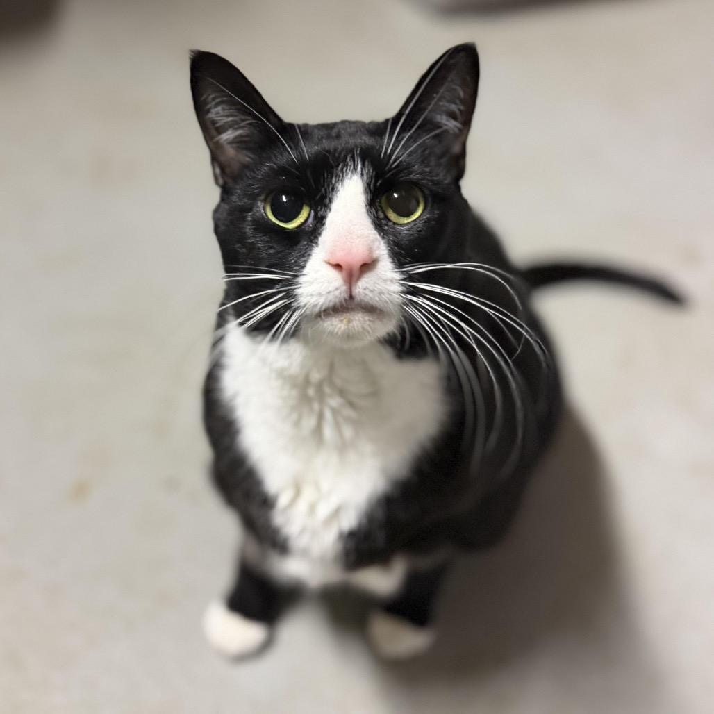 Enlarge Backhoe Betty, a Adoptable Domestic Short Hair in Medford, NJ image 4/5