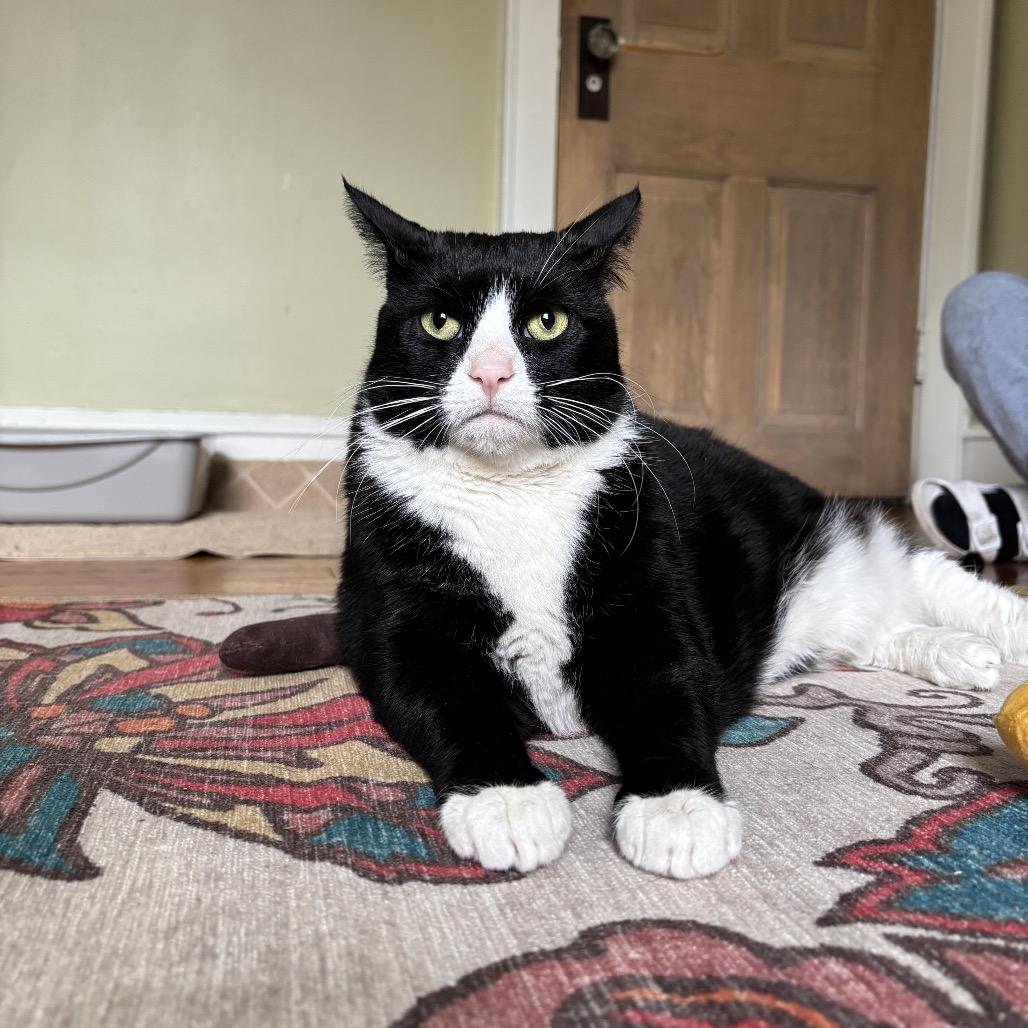 Enlarge Backhoe Betty, a Adoptable Domestic Short Hair in Medford, NJ image 1/5