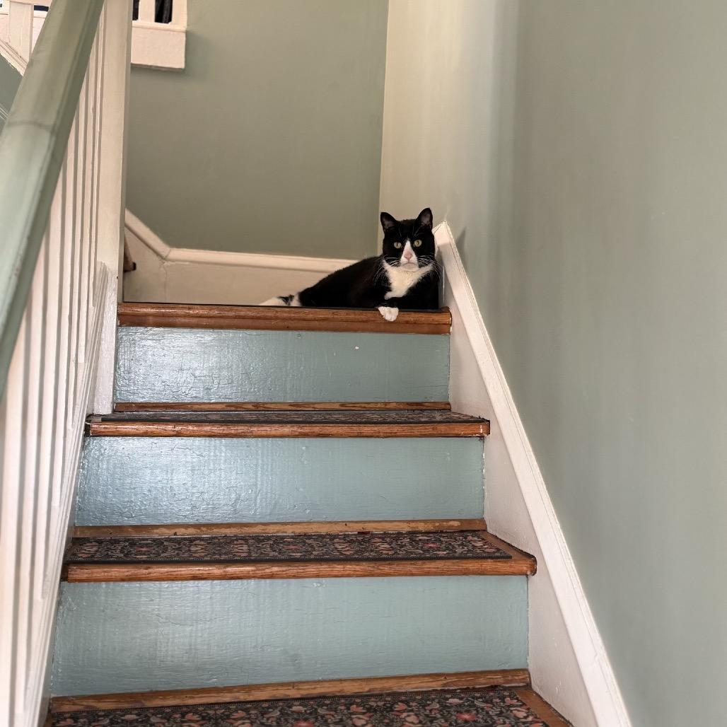 Enlarge Backhoe Betty, a Adoptable Domestic Short Hair in Medford, NJ image 5/5