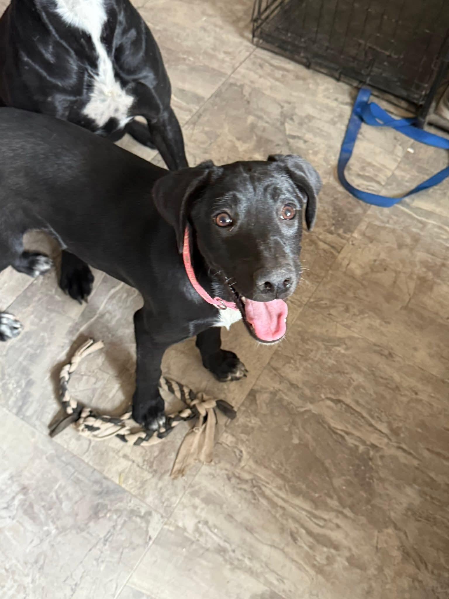 Zola, an adoptable Black Labrador Retriever in Saint David, AZ, 85630 | Photo Image 1