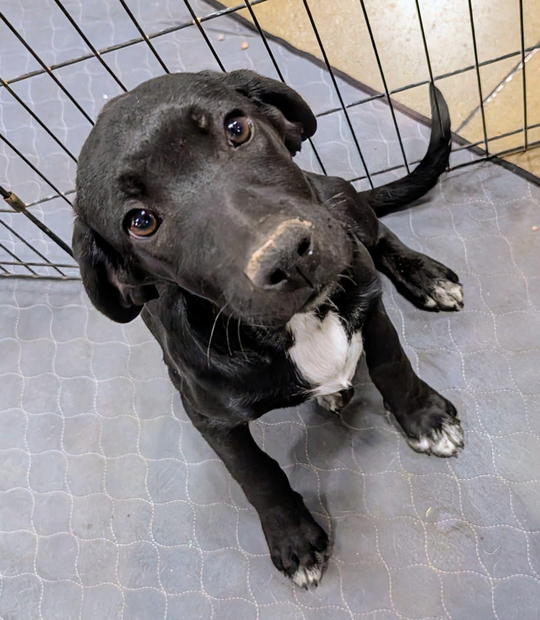Zola, an adoptable Black Labrador Retriever in Saint David, AZ, 85630 | Photo Image 4