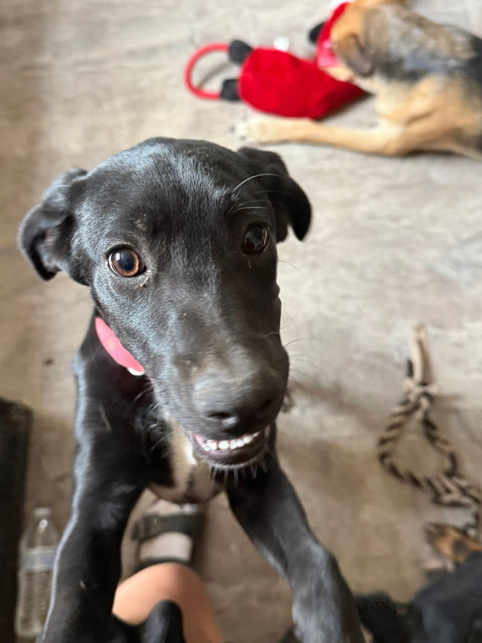Zola, an adoptable Black Labrador Retriever in Saint David, AZ, 85630 | Photo Image 2
