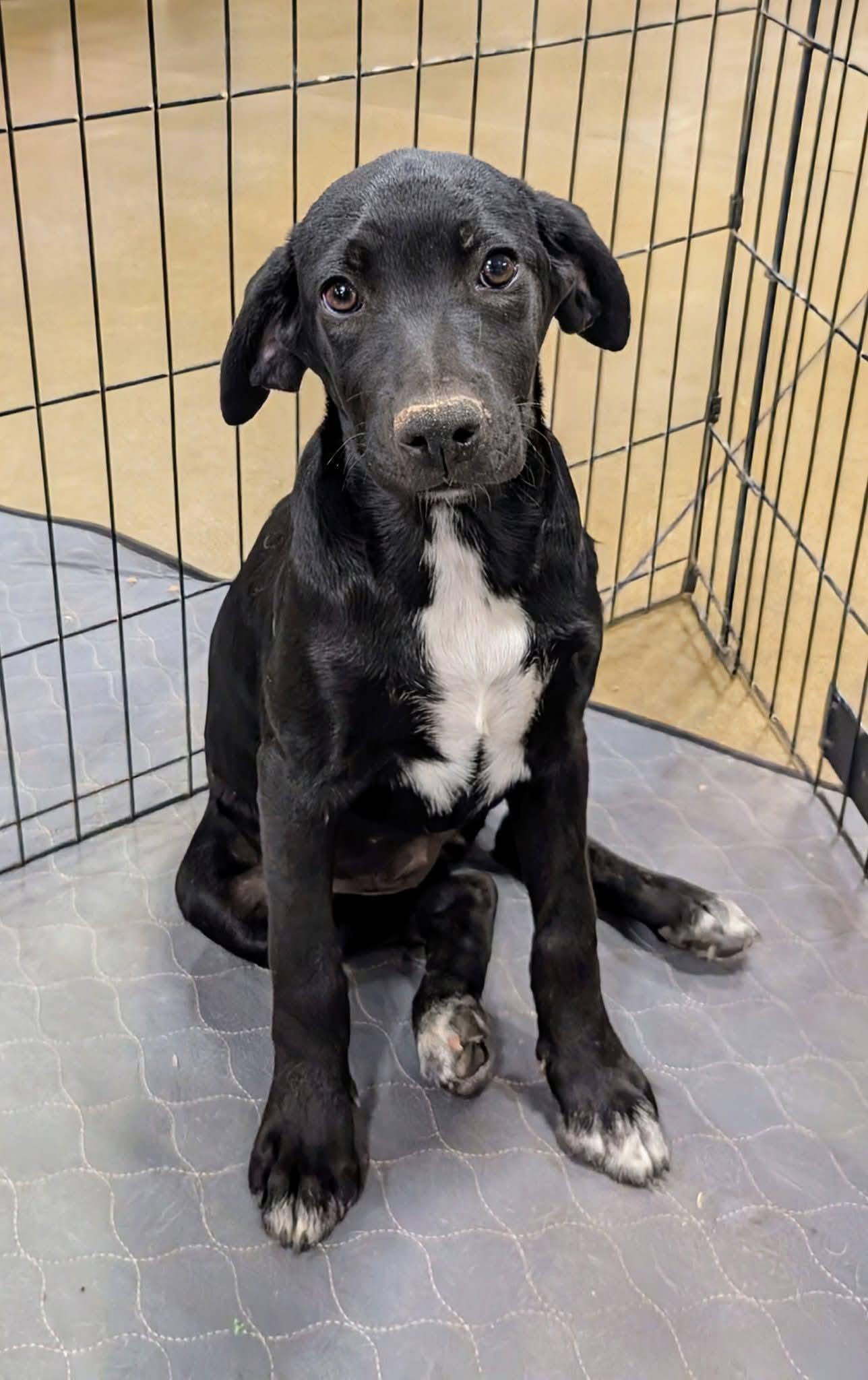 Zola, an adoptable Black Labrador Retriever in Saint David, AZ, 85630 | Photo Image 3
