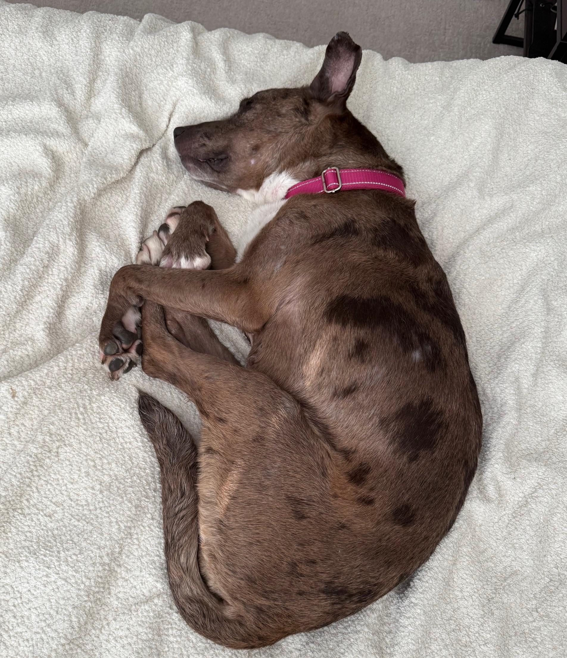 Diamond, a Adoptable mixed breed in Detroit, MI image 6/6