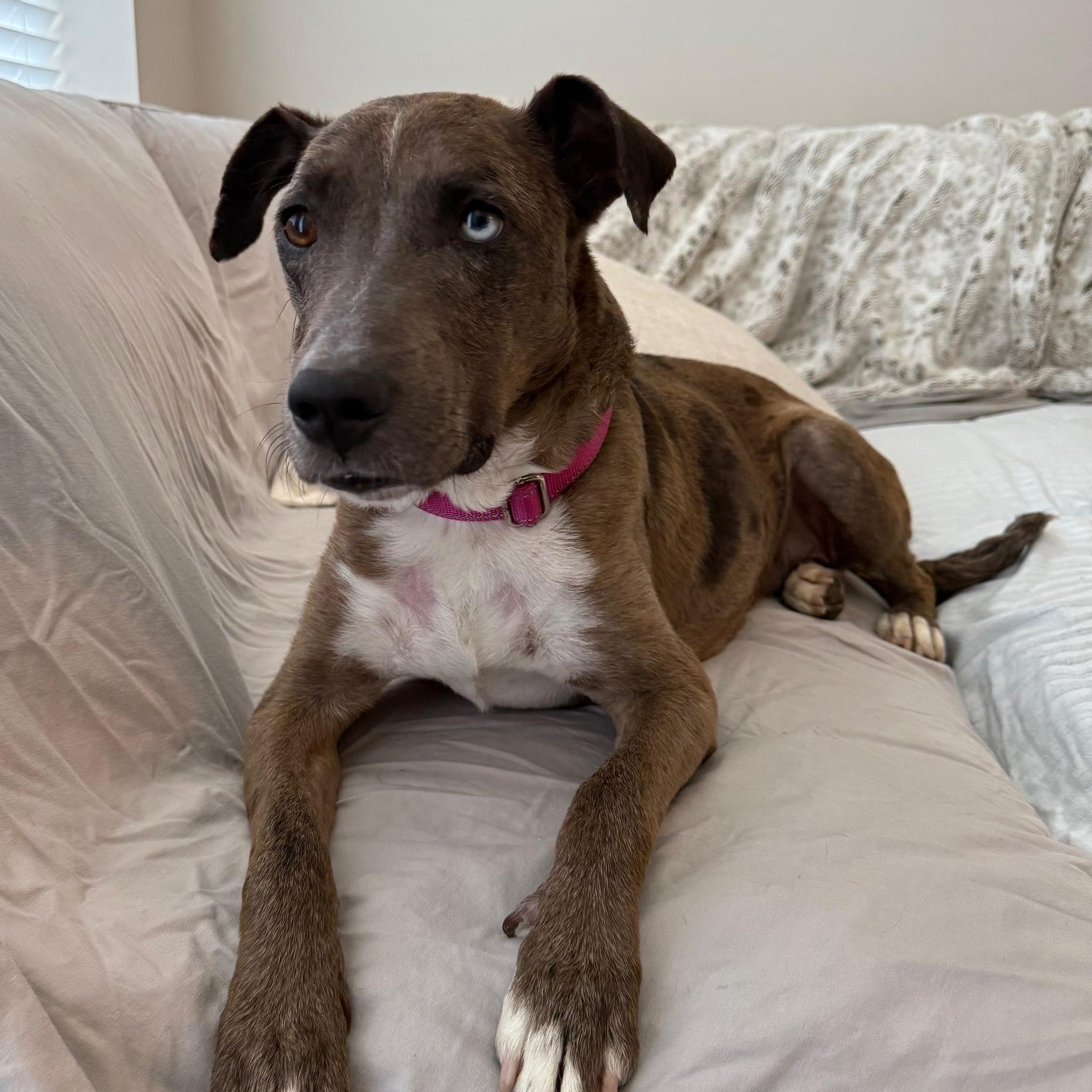 Diamond, a Adoptable mixed breed in Detroit, MI image 4/6