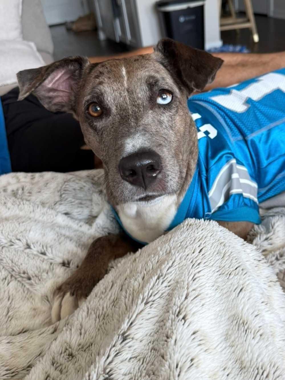 Diamond, Adoptable, Adult Female Mixed Breed.