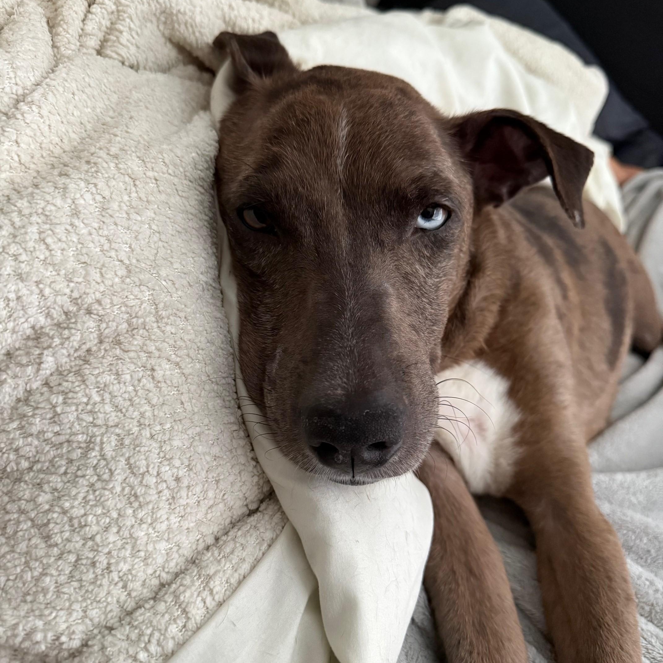 Diamond, a Adoptable mixed breed in Detroit, MI image 5/6