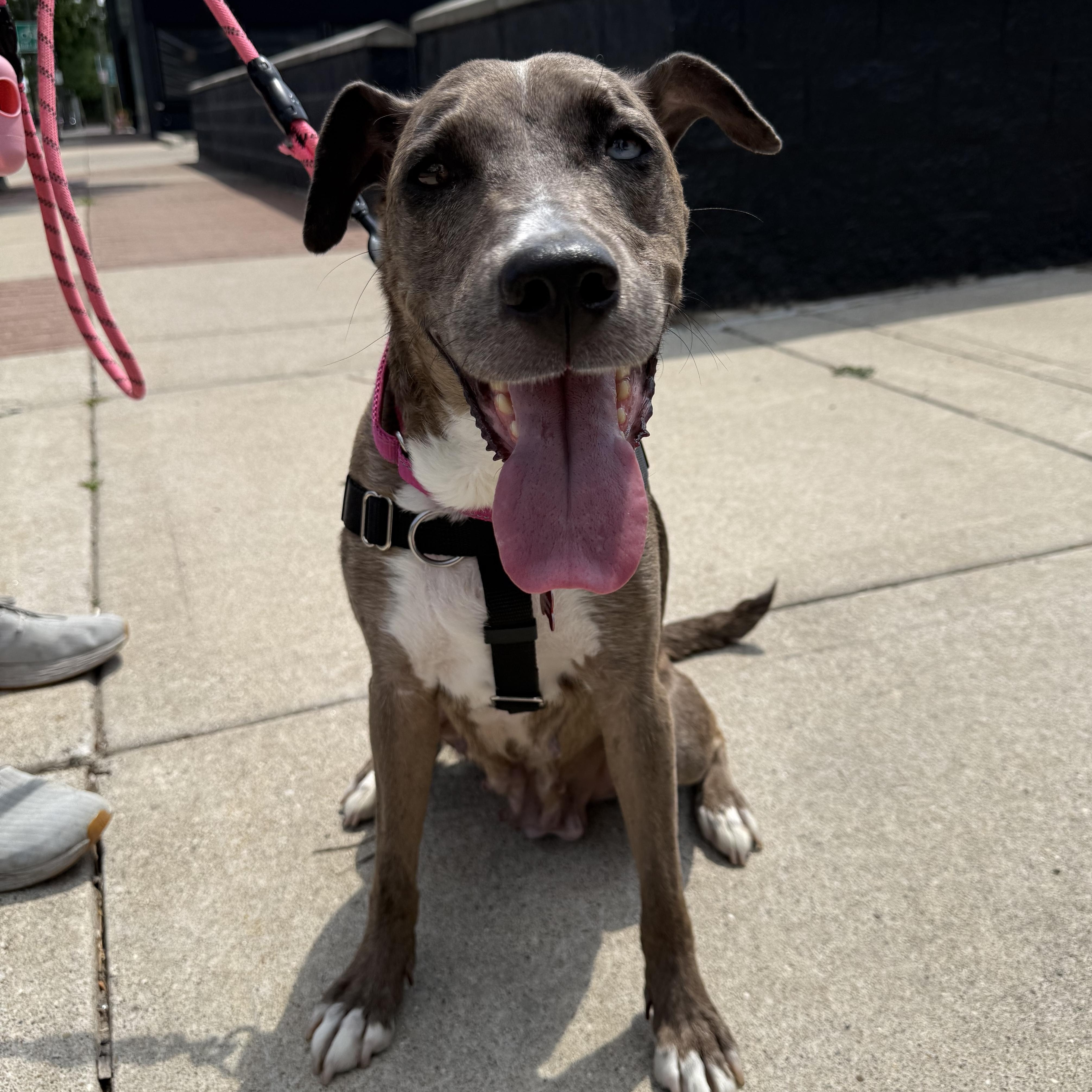 Diamond, a Adoptable mixed breed in Detroit, MI image 3/6