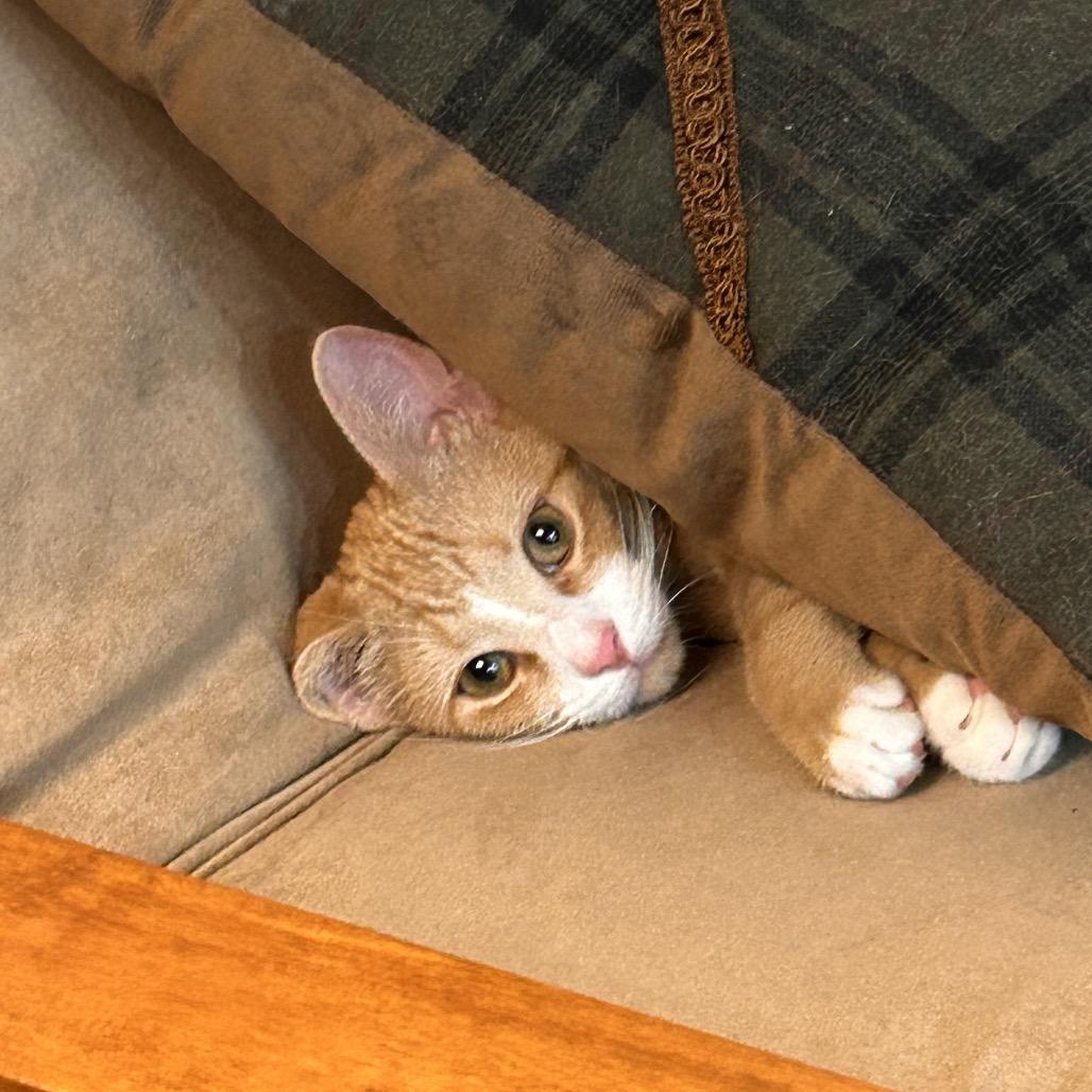 Priscilla, a Adoptable Domestic Short Hair in Blairsville, GA image 1/6