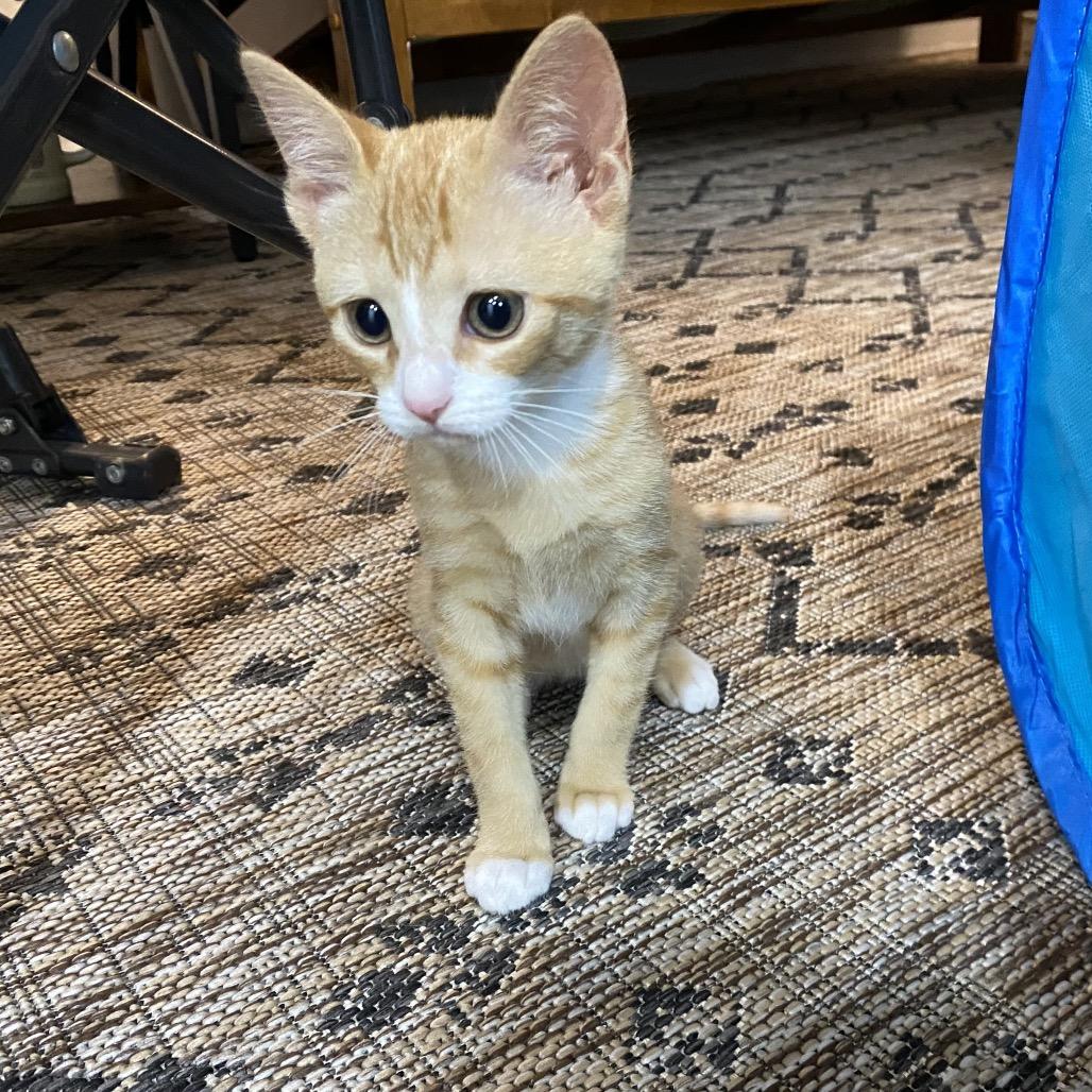 Priscilla, a Adoptable Domestic Short Hair in Blairsville, GA image 5/6